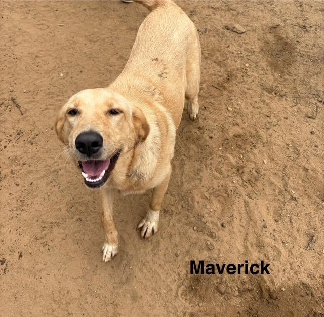 Maverick