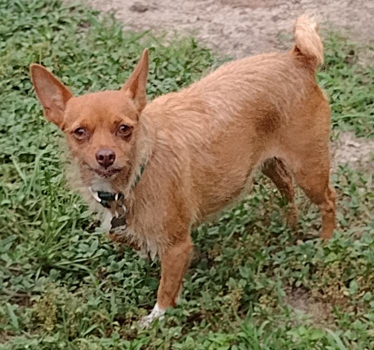 Sissy, a Adopted mixed breed in Camden, SC image 5/6