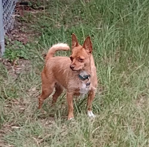 Sissy, a Adopted mixed breed in Camden, SC image 2/6