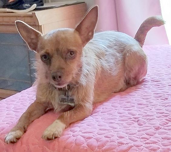 Sissy, a Adopted mixed breed in Camden, SC image 3/6