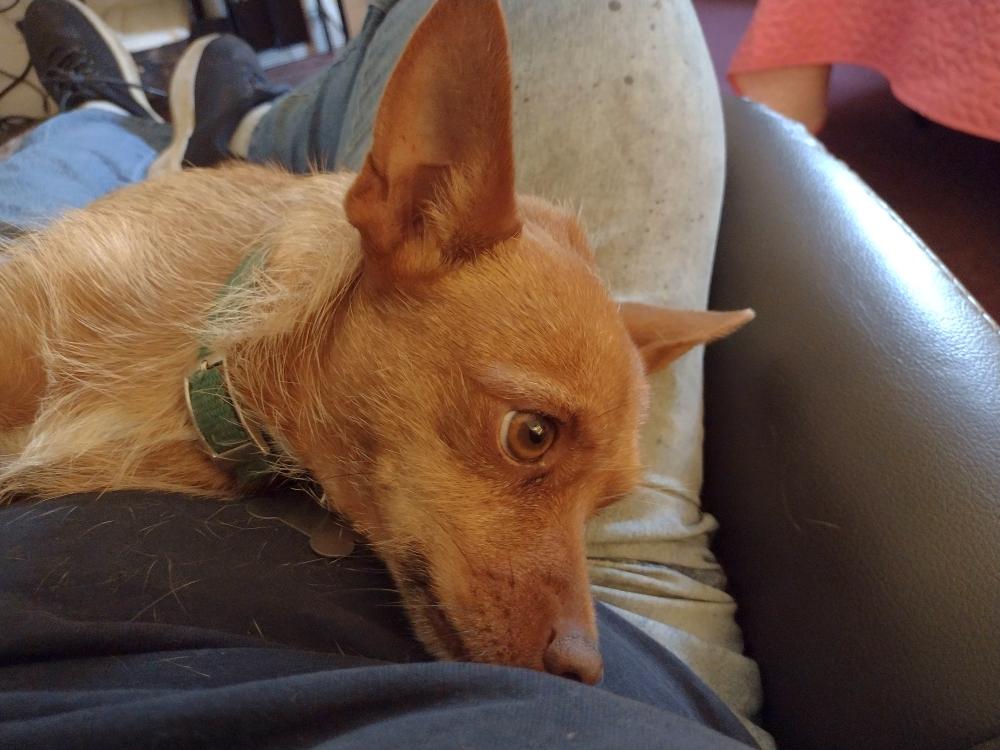 Sissy, a Adopted mixed breed in Camden, SC image 4/6