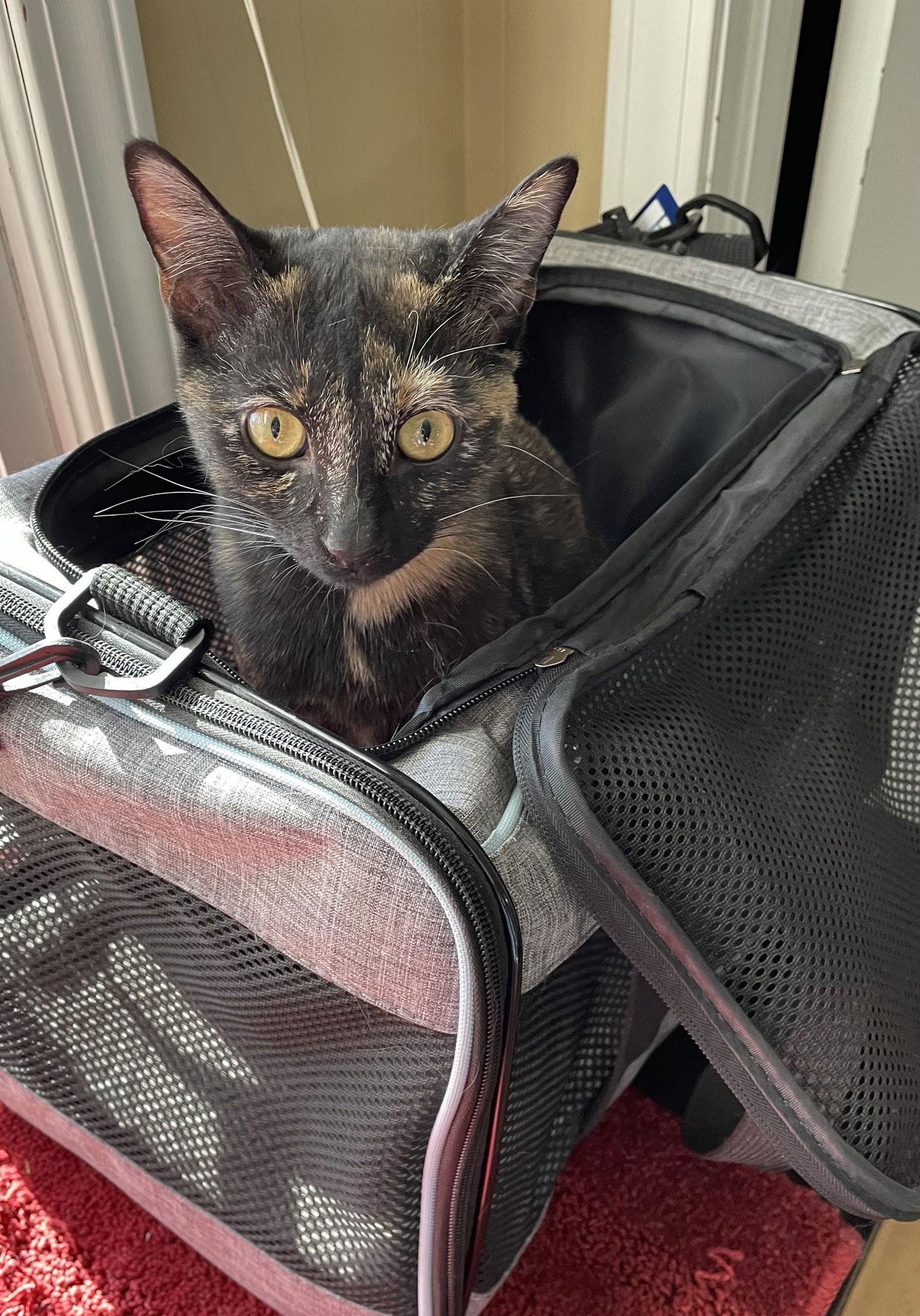 Luna Lovegood, Adopted, Kitten Female Domestic Short Hair.