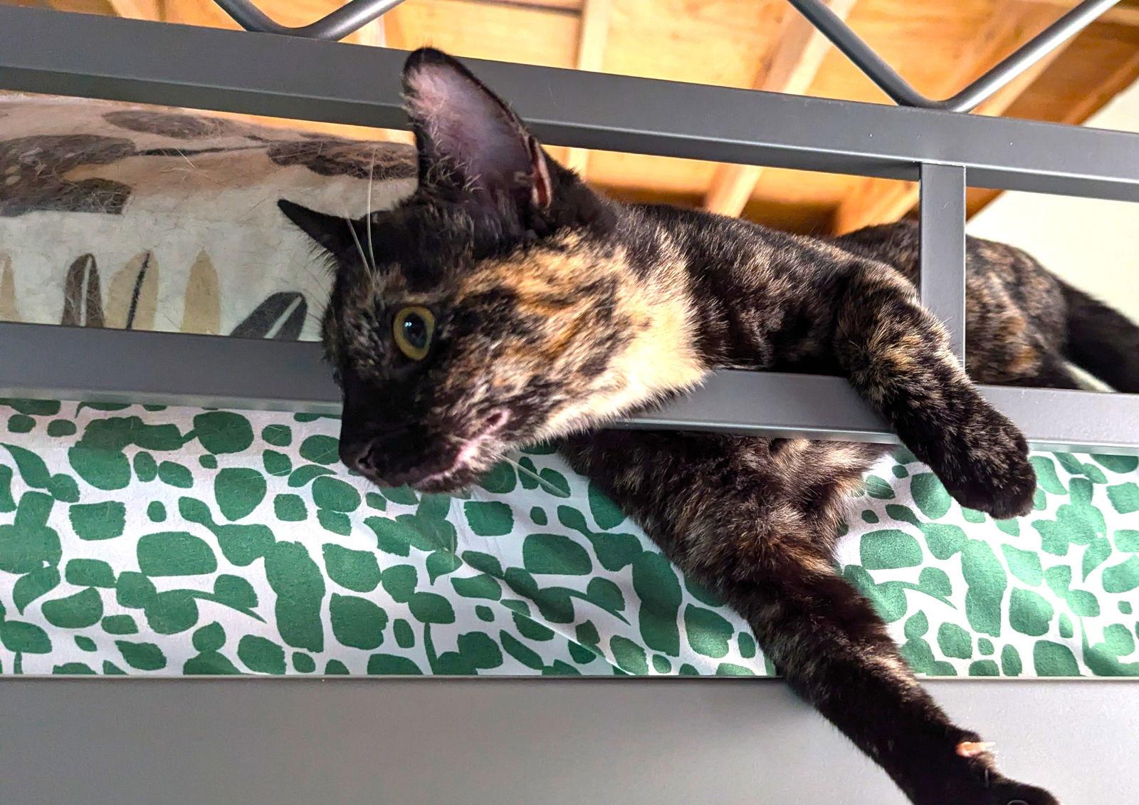 Luna Lovegood, a Adopted Domestic Short Hair in Alpharetta, GA image 2/3