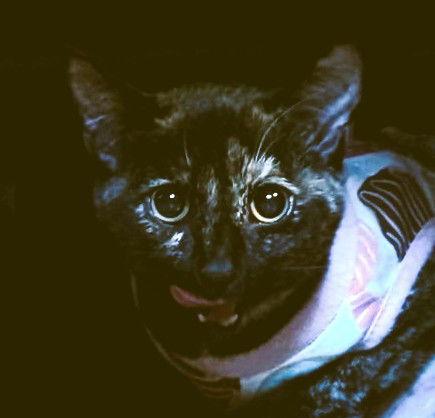 Luna Lovegood, a Adopted Domestic Short Hair in Alpharetta, GA image 3/3