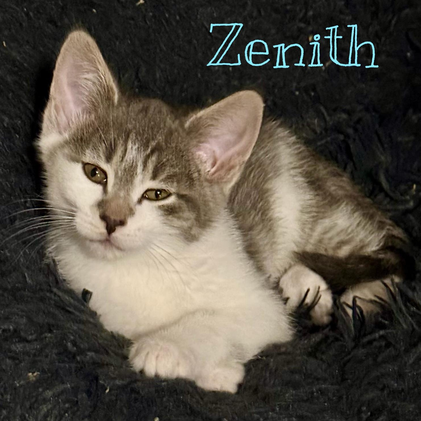 Zenith, adopted, Kitten Male Domestic Short Hair.
