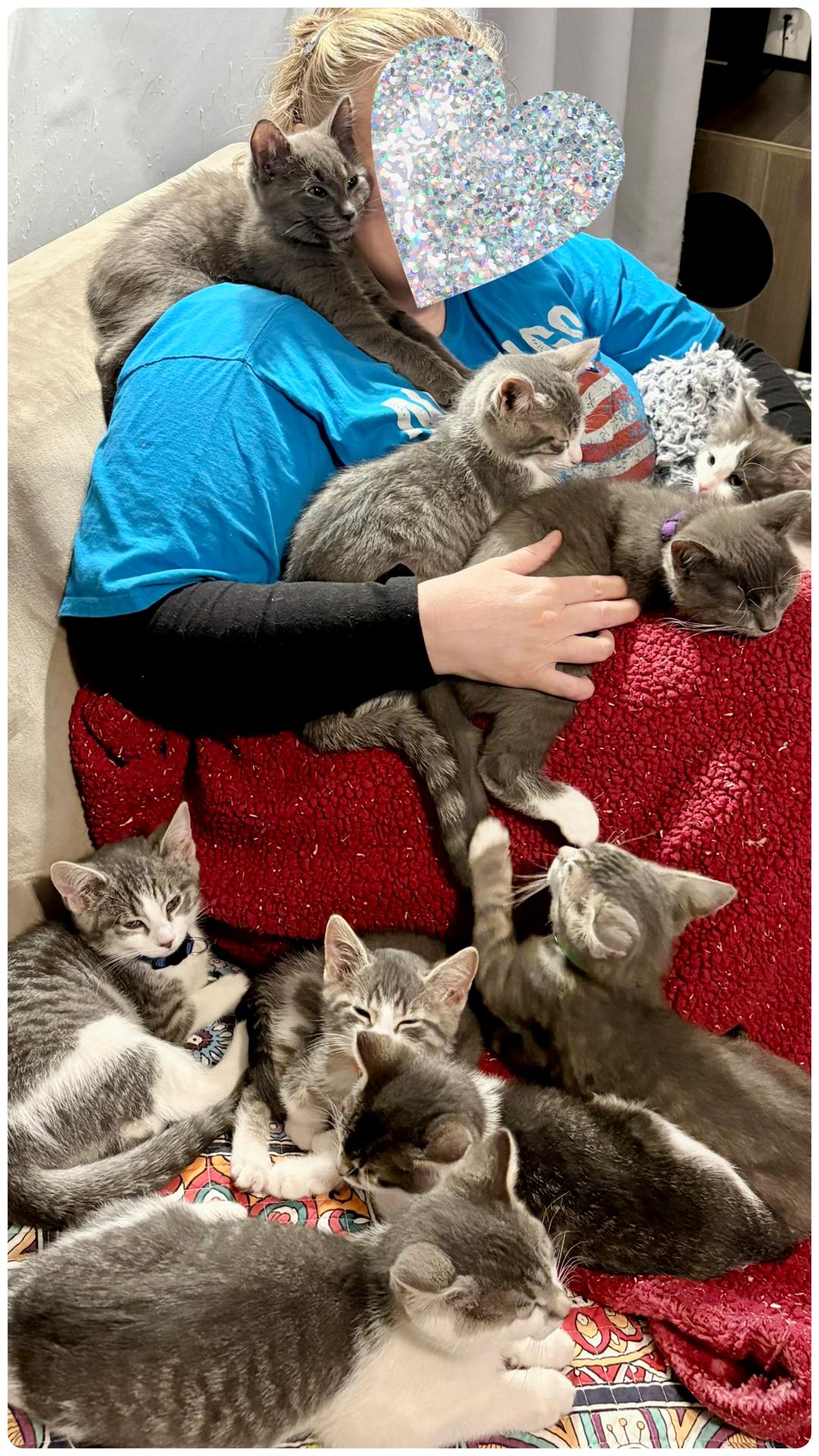 Enlarge Zenith, an adopted Domestic Short Hair in Liverpool, NY image 4/6