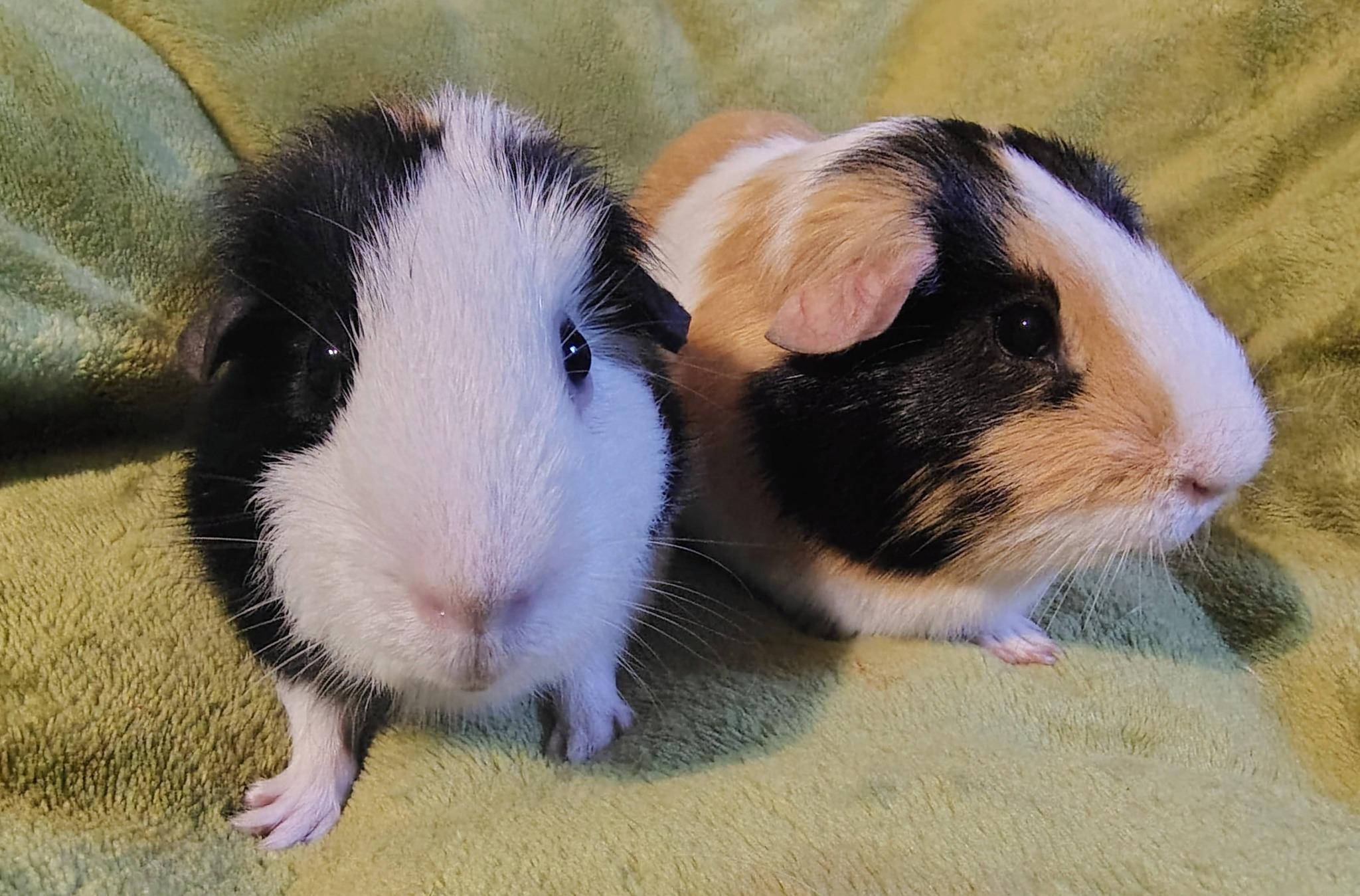 Frankie and Henry, a ADOPTABLE Guinea Pig in Cocoa, FL image 1/2