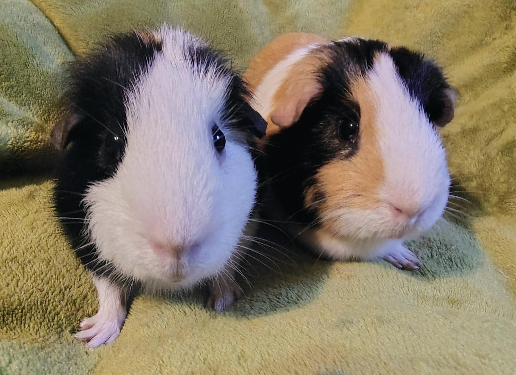 Frankie and Henry, a ADOPTABLE Guinea Pig in Cocoa, FL image 2/2