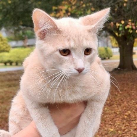 Enlarge Sandy, a Adoptable Domestic Short Hair in Gastonia, NC image 1/1