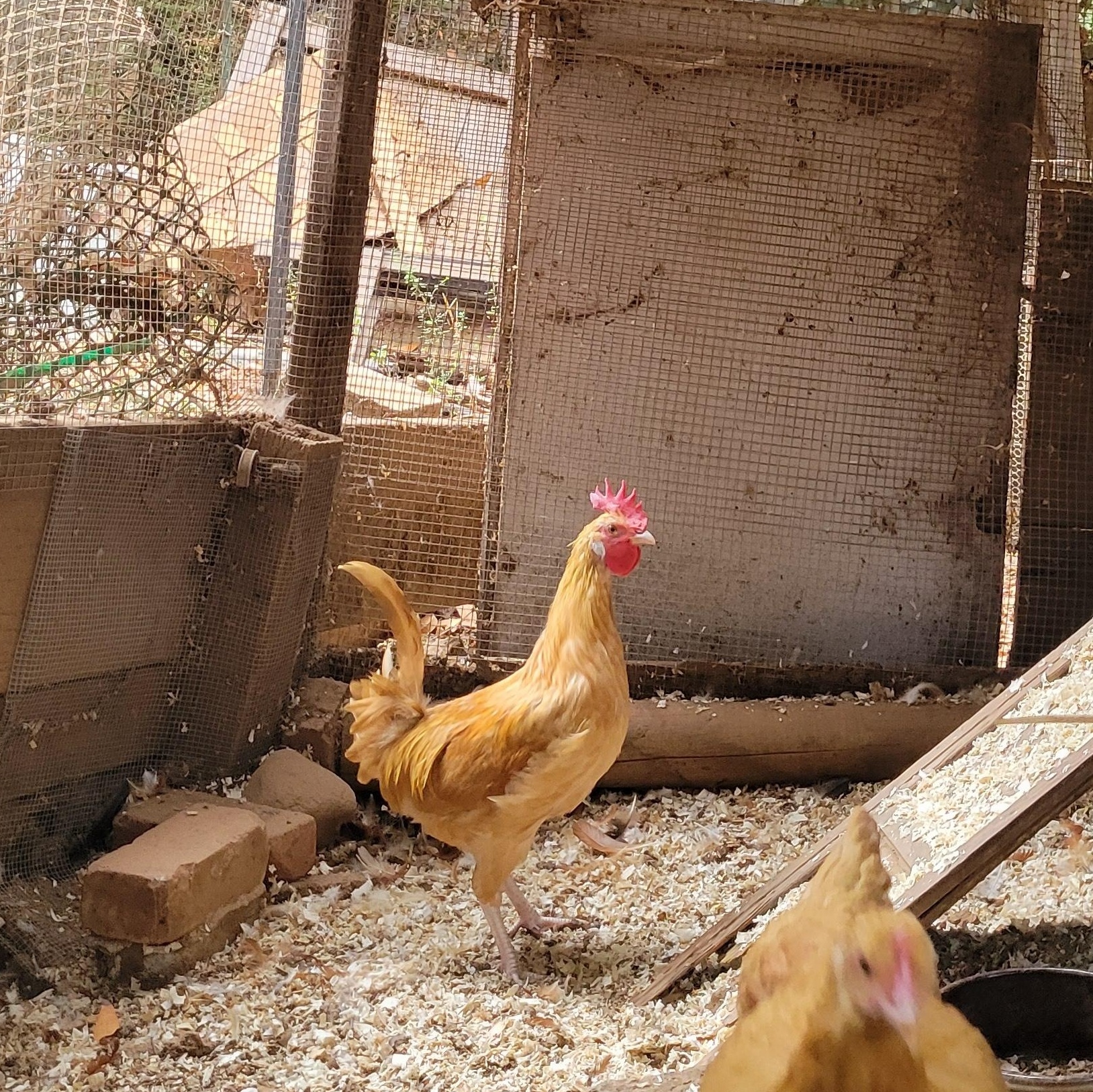 Enlarge Gaspacho, a Adopted Chicken in Santa Rosa, CA image 1/1
