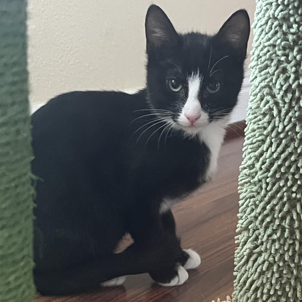 Nimbus, Adoptable, Kitten Male Domestic Short Hair.