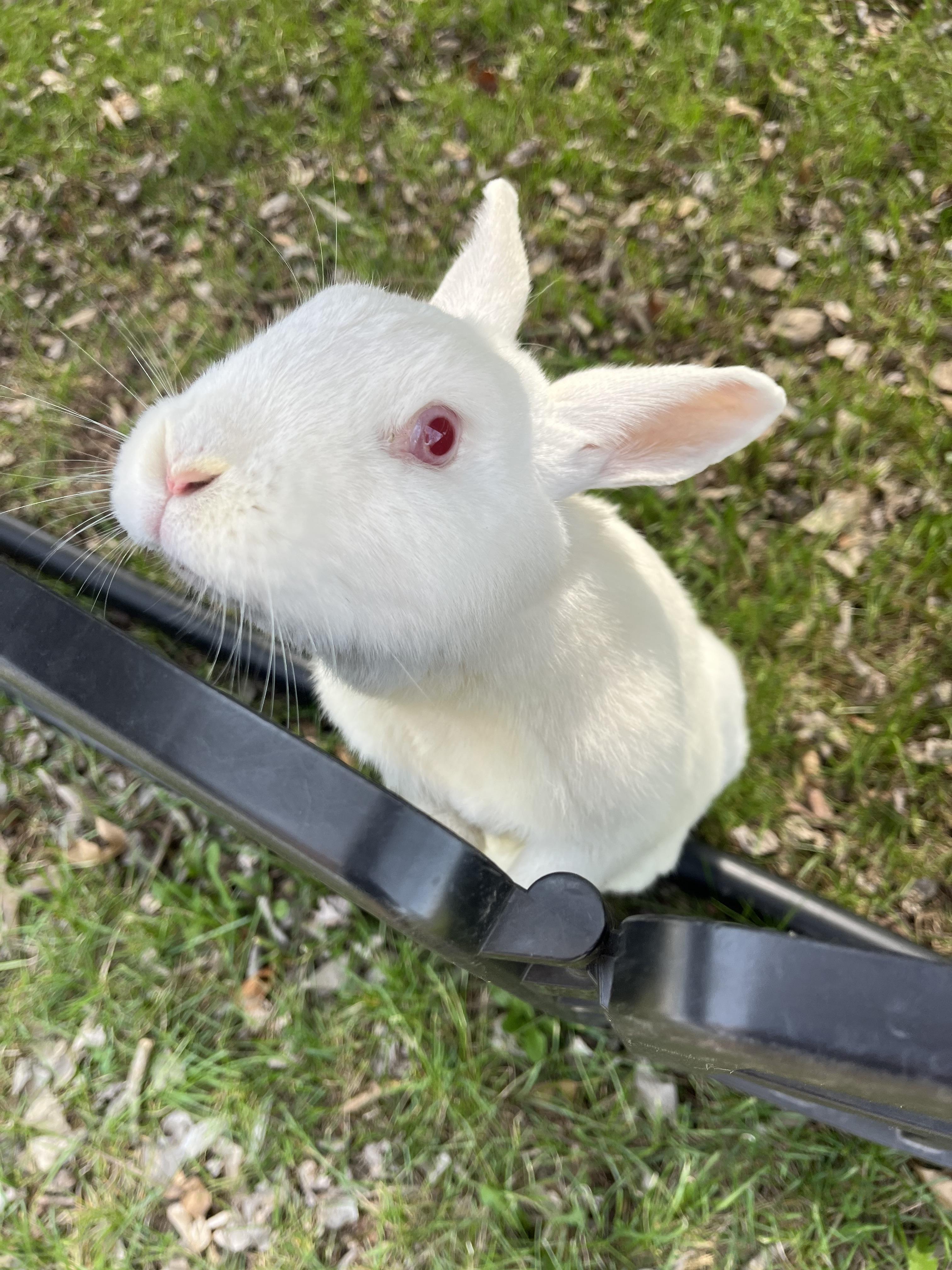 Enlarge Glinda & Sabrina, an adoptable New Zealand in Birdsboro, PA image 3/4