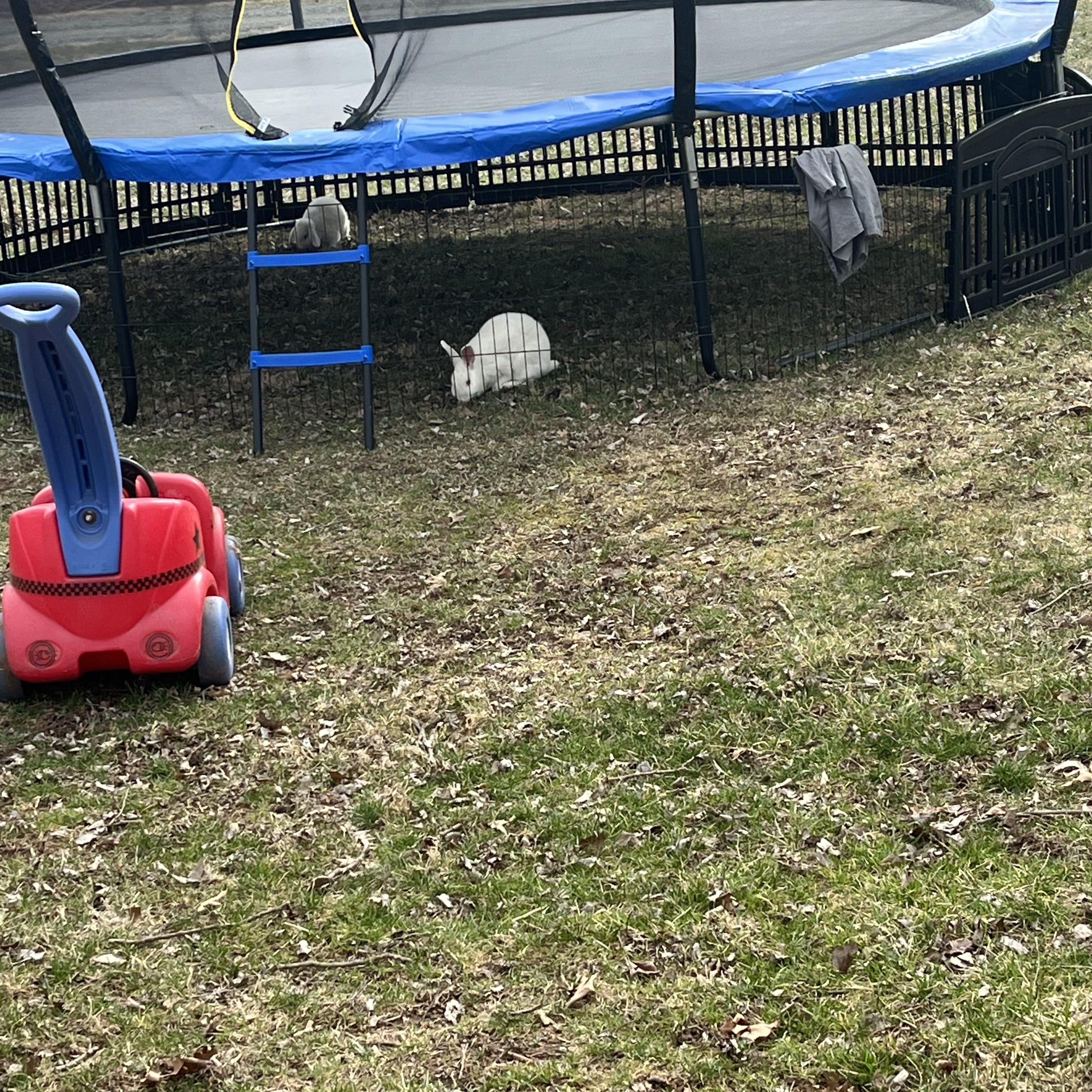 Enlarge Glinda & Sabrina, an adoptable New Zealand in Birdsboro, PA image 2/4