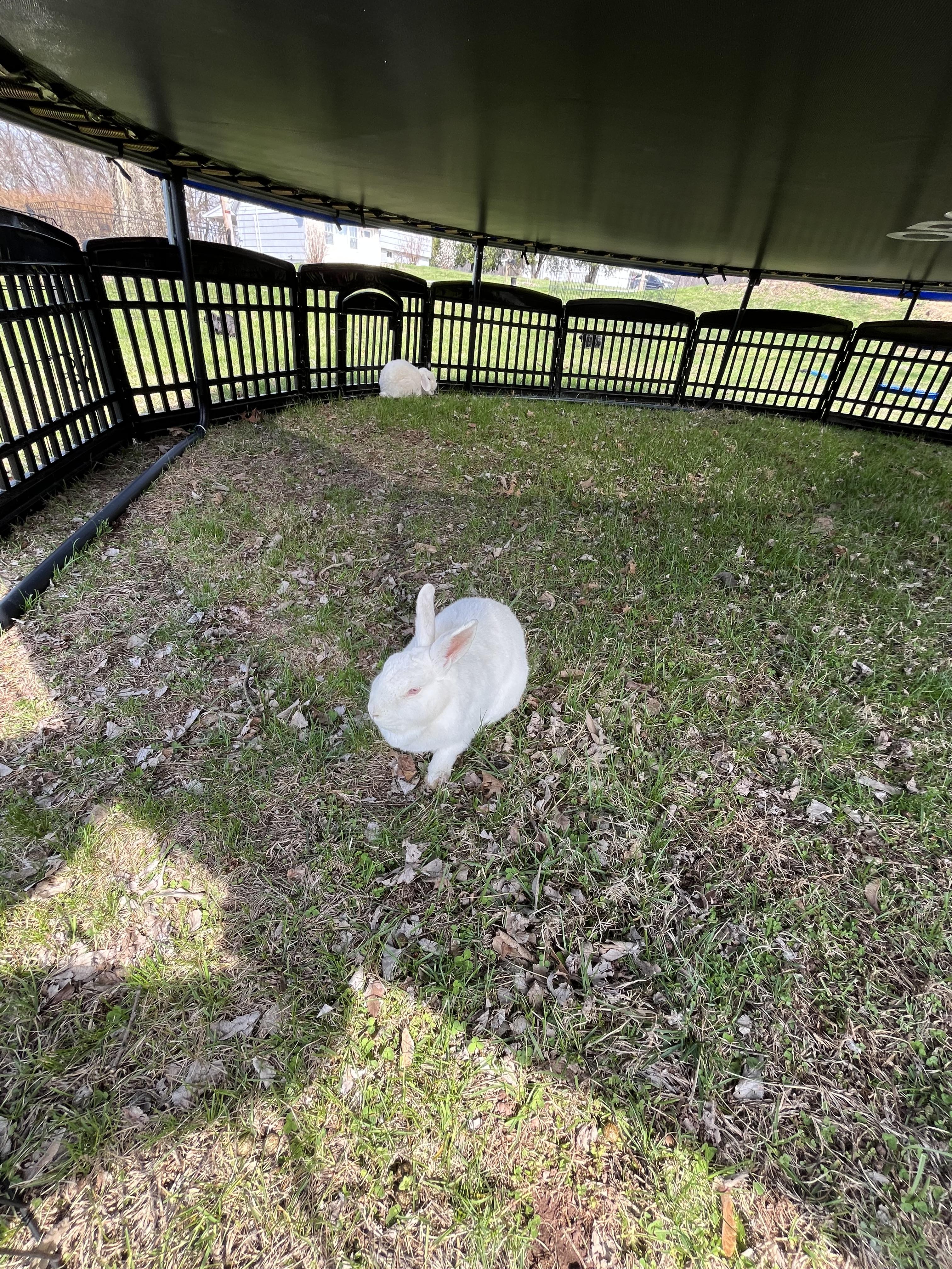 Enlarge Glinda & Sabrina, an adoptable New Zealand in Birdsboro, PA image 4/4