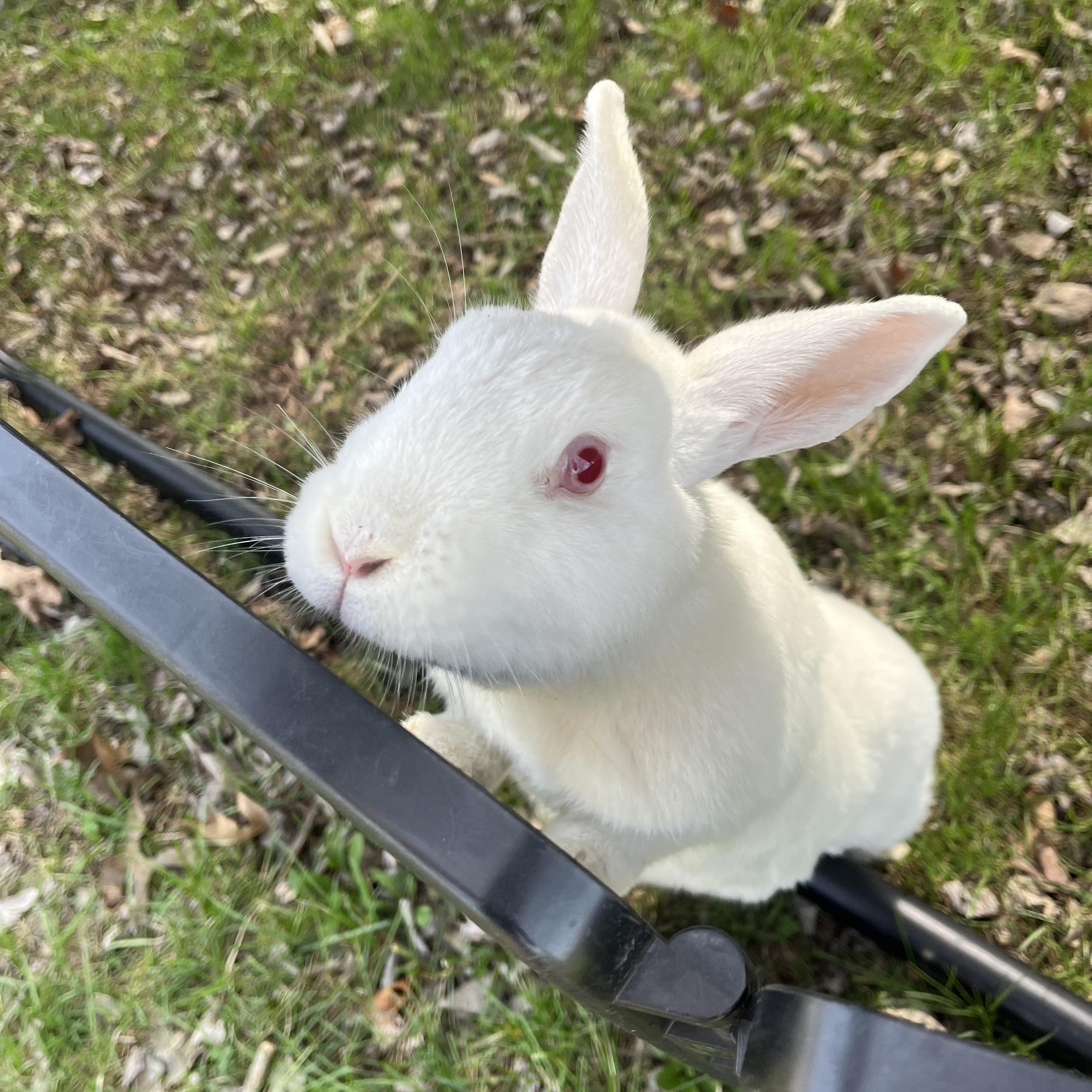 Glinda & Sabrina, adoptable, Adult Female New Zealand.