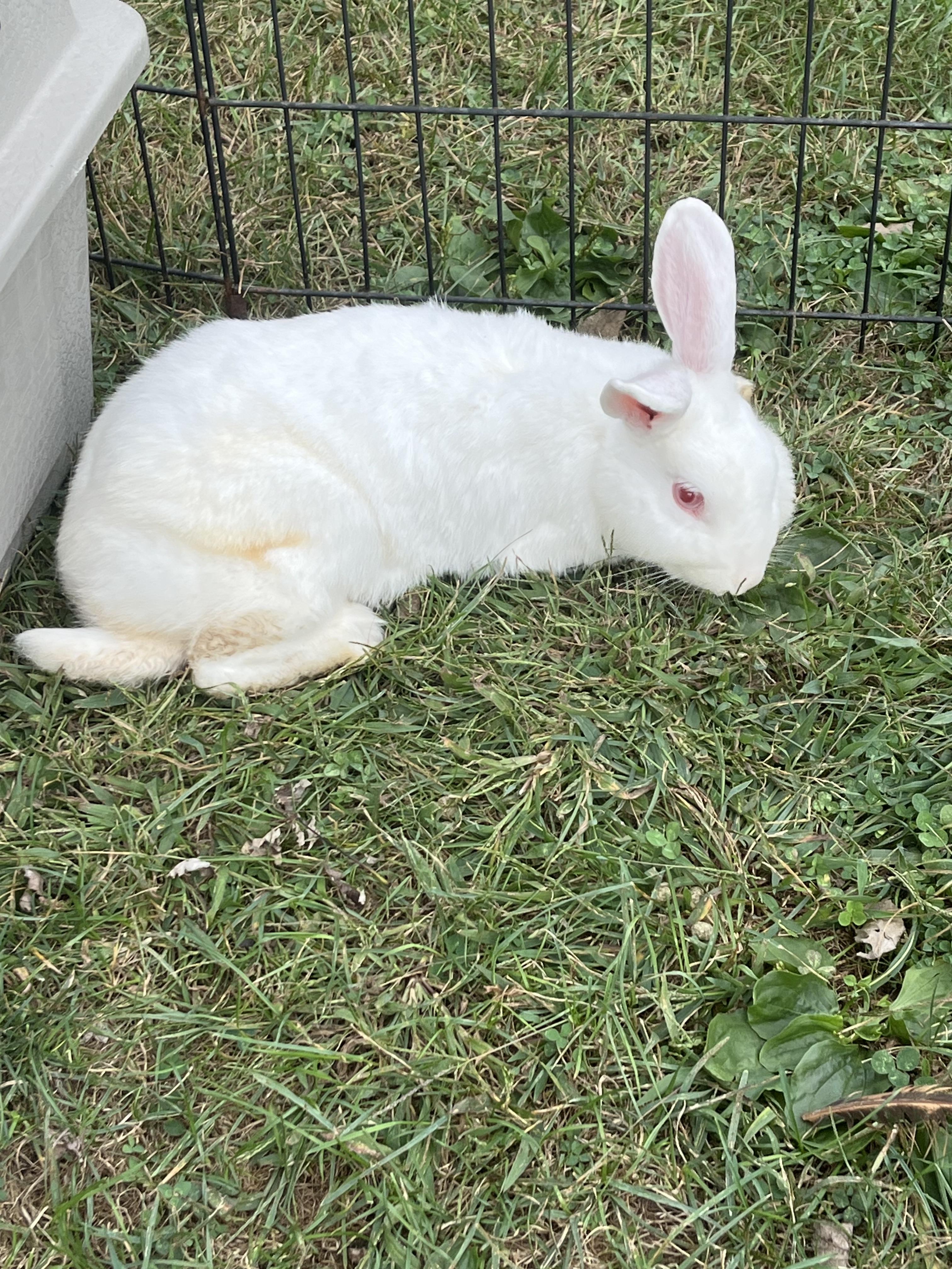 Enlarge Glinda & Sabrina, an adoptable New Zealand in Birdsboro, PA image 1/1