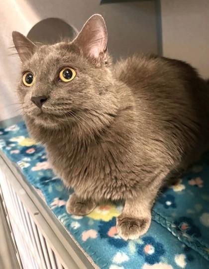 Enlarge Long John Silver, a ADOPTABLE mixed breed in Waupaca, WI image 1/1