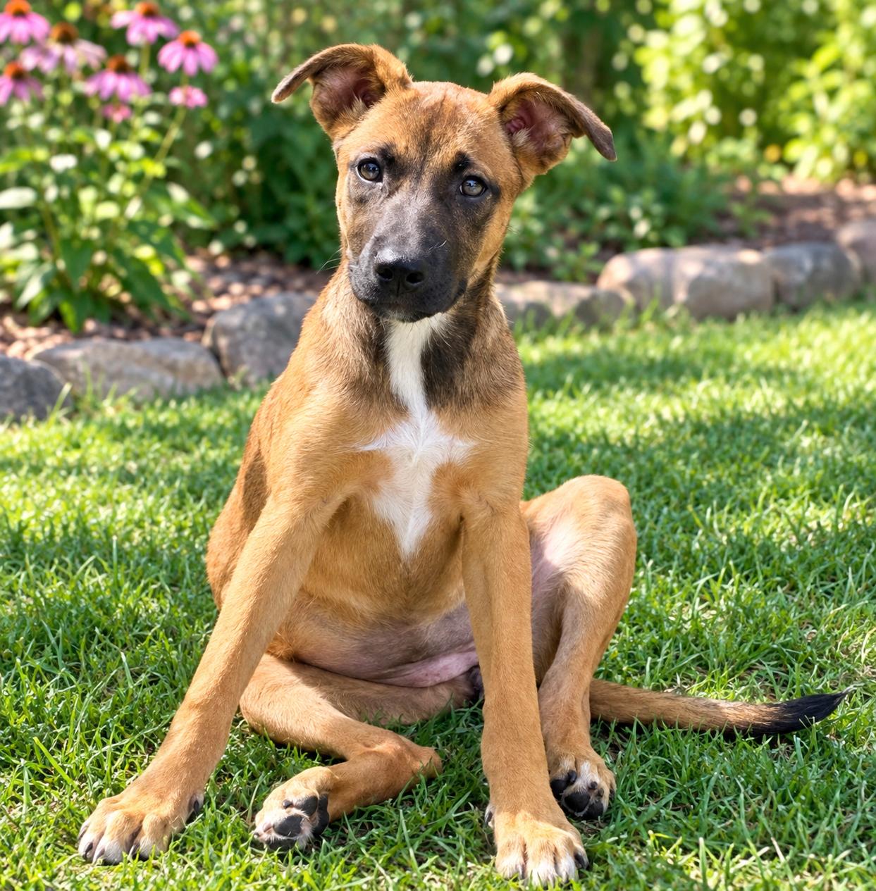 Enlarge Jasmine, a Adopted mixed breed in West Haven, CT image 2/2