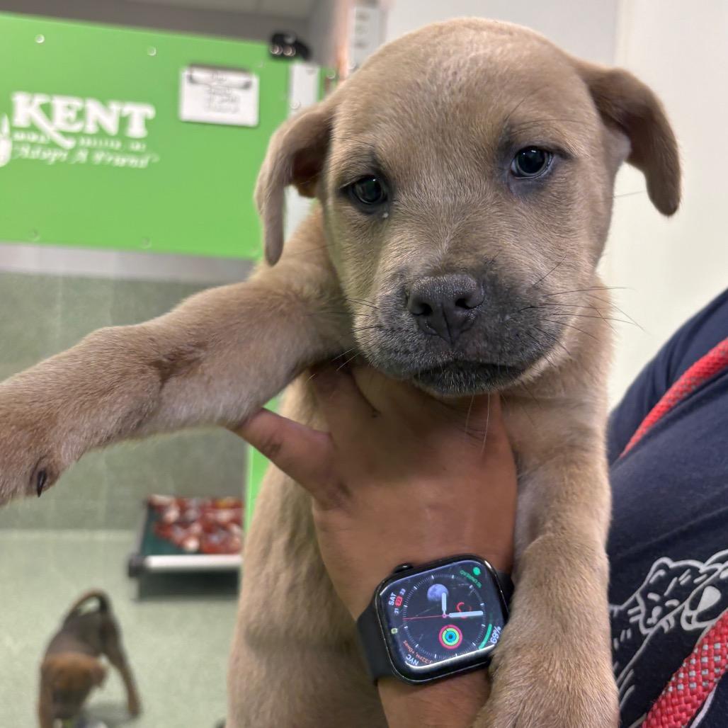 Paris, Adoptable, Puppy Female Chow Chow & Shepherd.