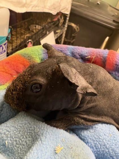 Asda, Adoptable, Young Female Guinea Pig.