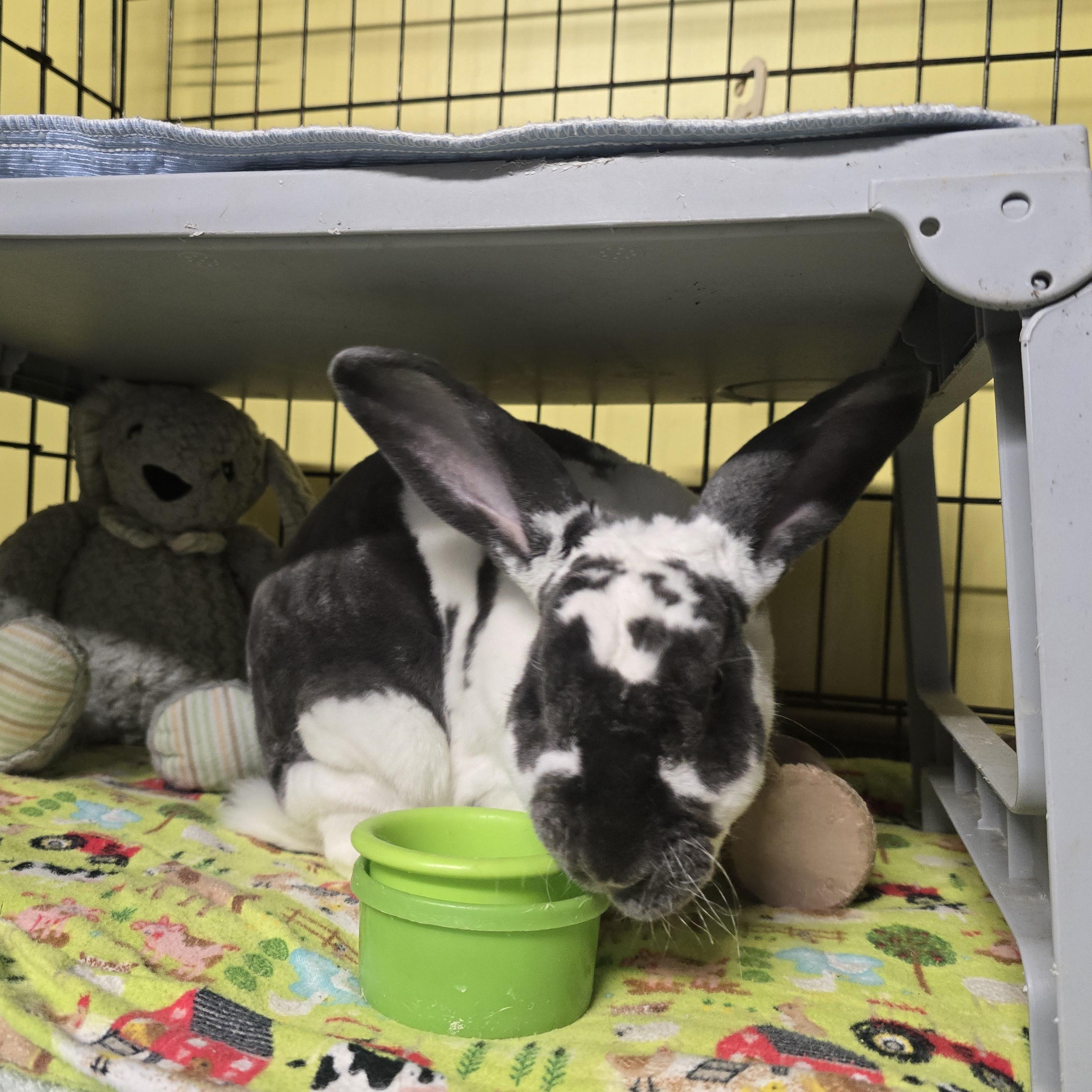 Enlarge Jasper (IN FOSTER), an adoptable mixed breed in Burien, WA image 2/4