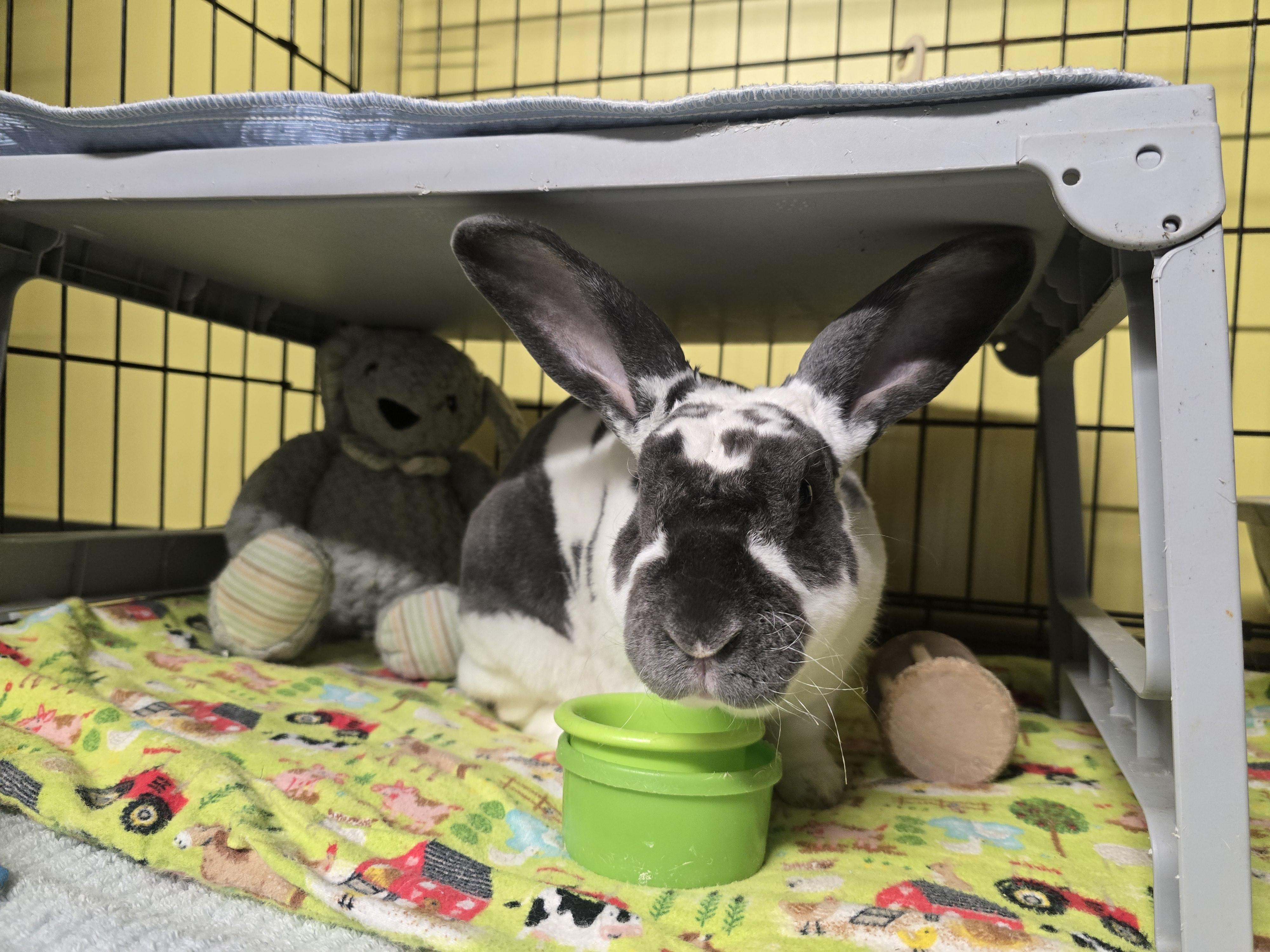 Enlarge Jasper (IN FOSTER), an adoptable mixed breed in Burien, WA image 3/4