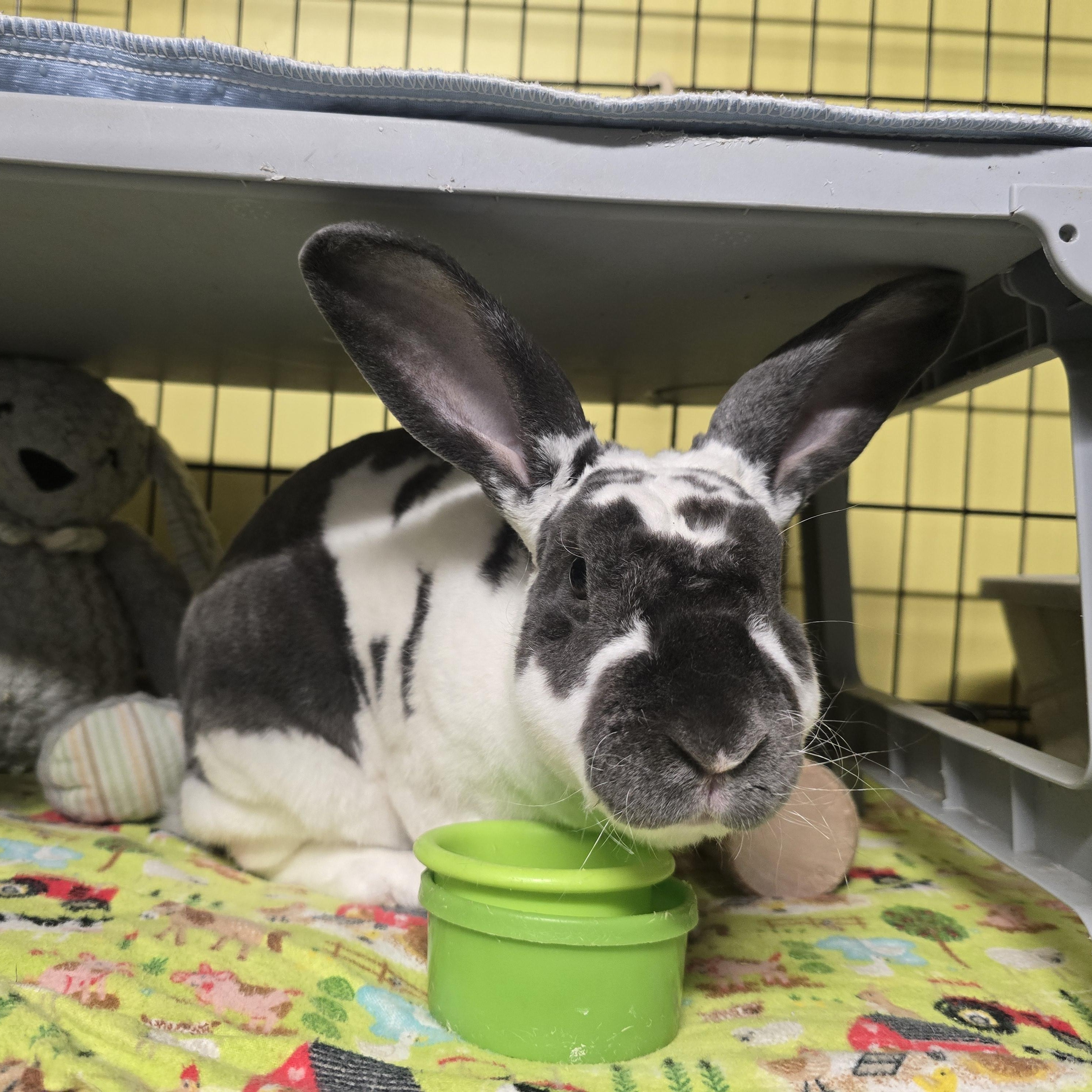 Enlarge Jasper (IN FOSTER), an adoptable mixed breed in Burien, WA image 1/4