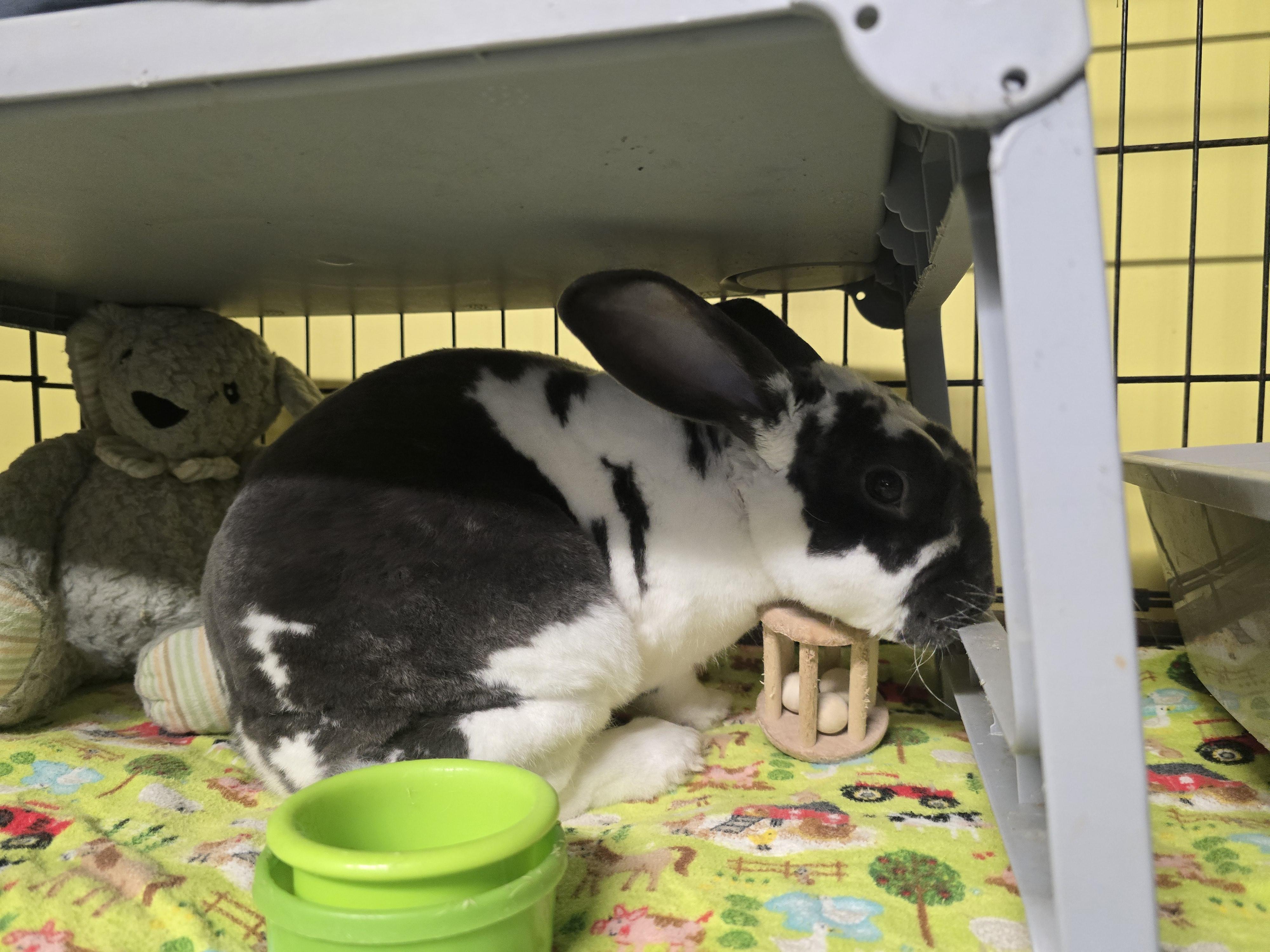 Enlarge Jasper (IN FOSTER), an adoptable mixed breed in Burien, WA image 4/4