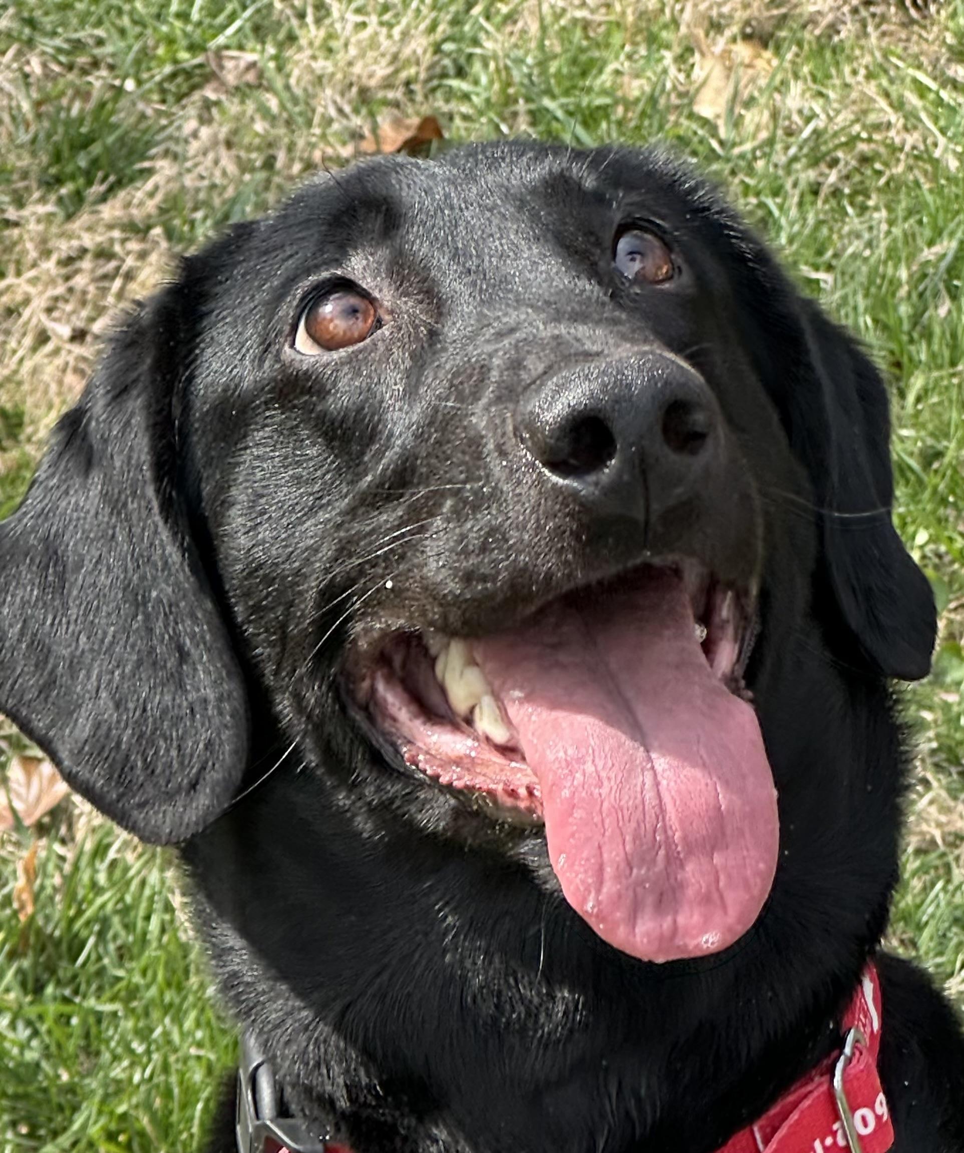 Enlarge Bella, a Adoptable Labrador Retriever in Indianapolis, IN image 1/4