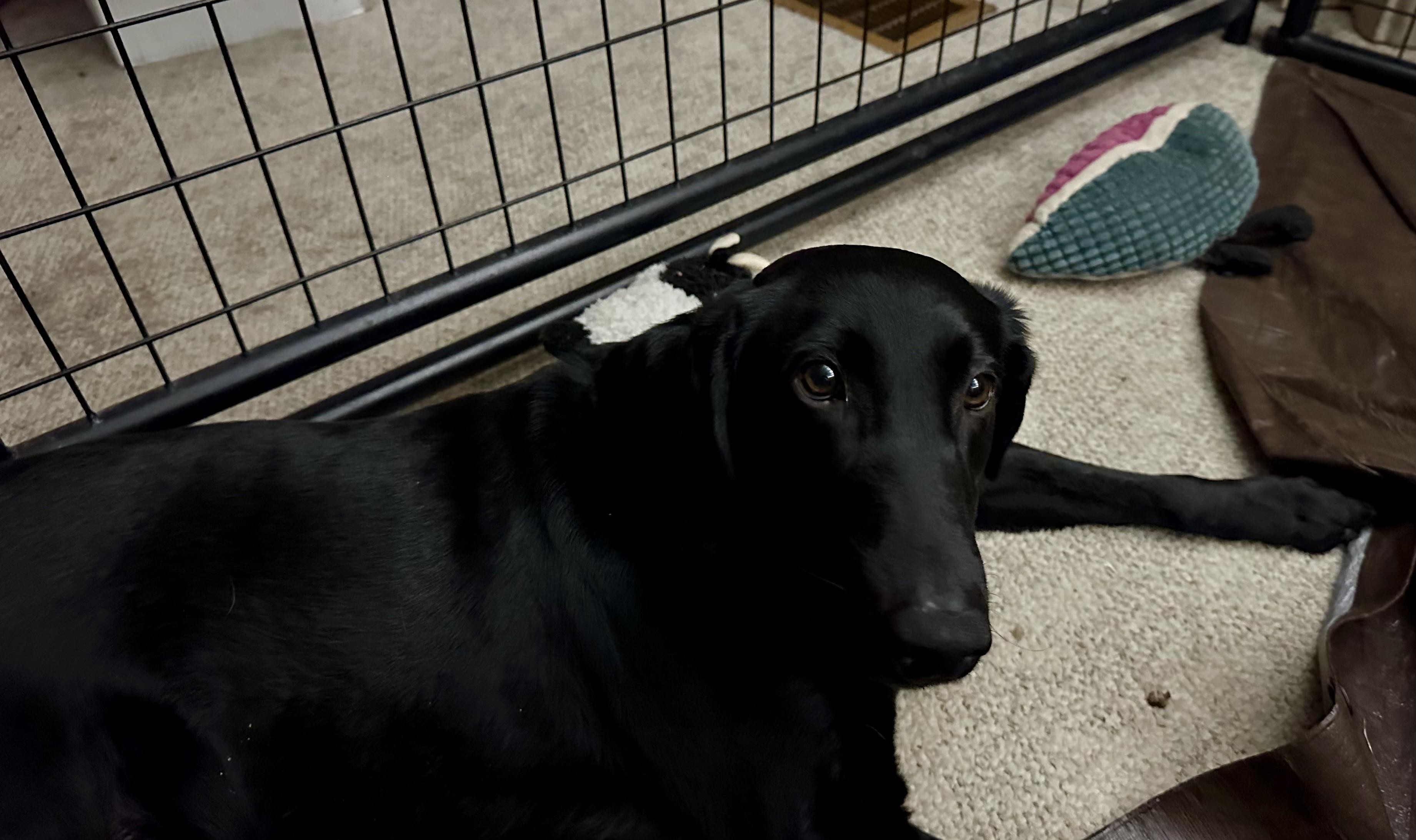 Enlarge Bella, a Adoptable Labrador Retriever in Indianapolis, IN image 4/4