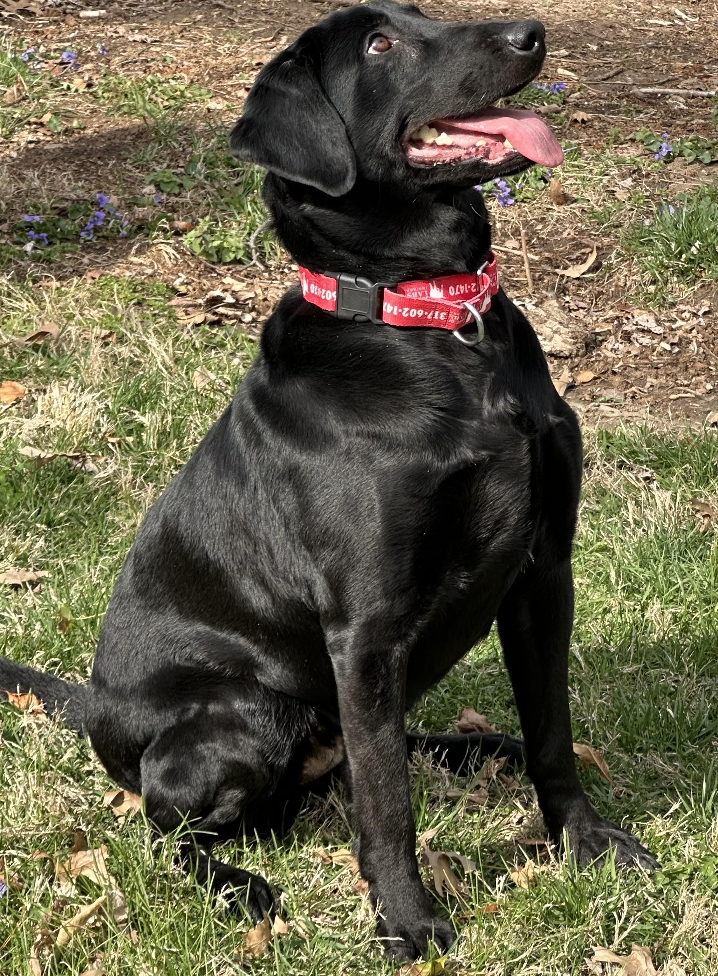 Enlarge Bella, a Adoptable Labrador Retriever in Indianapolis, IN image 3/4