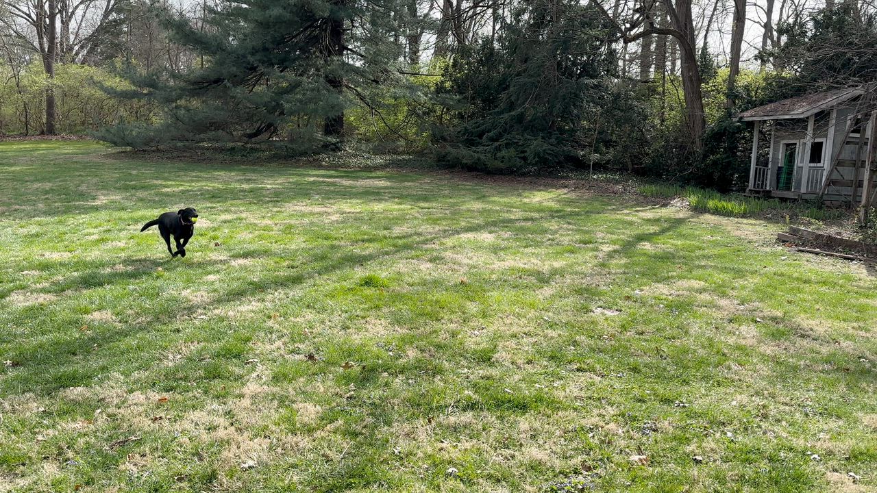 Enlarge Bella, a Adoptable Labrador Retriever in Indianapolis, IN video 2/4