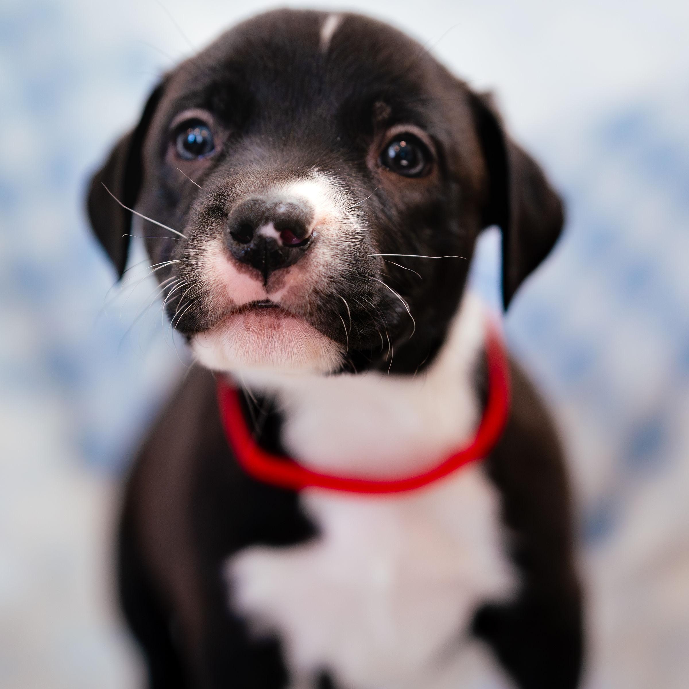 Enlarge Wish, a Adoptable mixed breed in Rock Hill, SC image 3/4