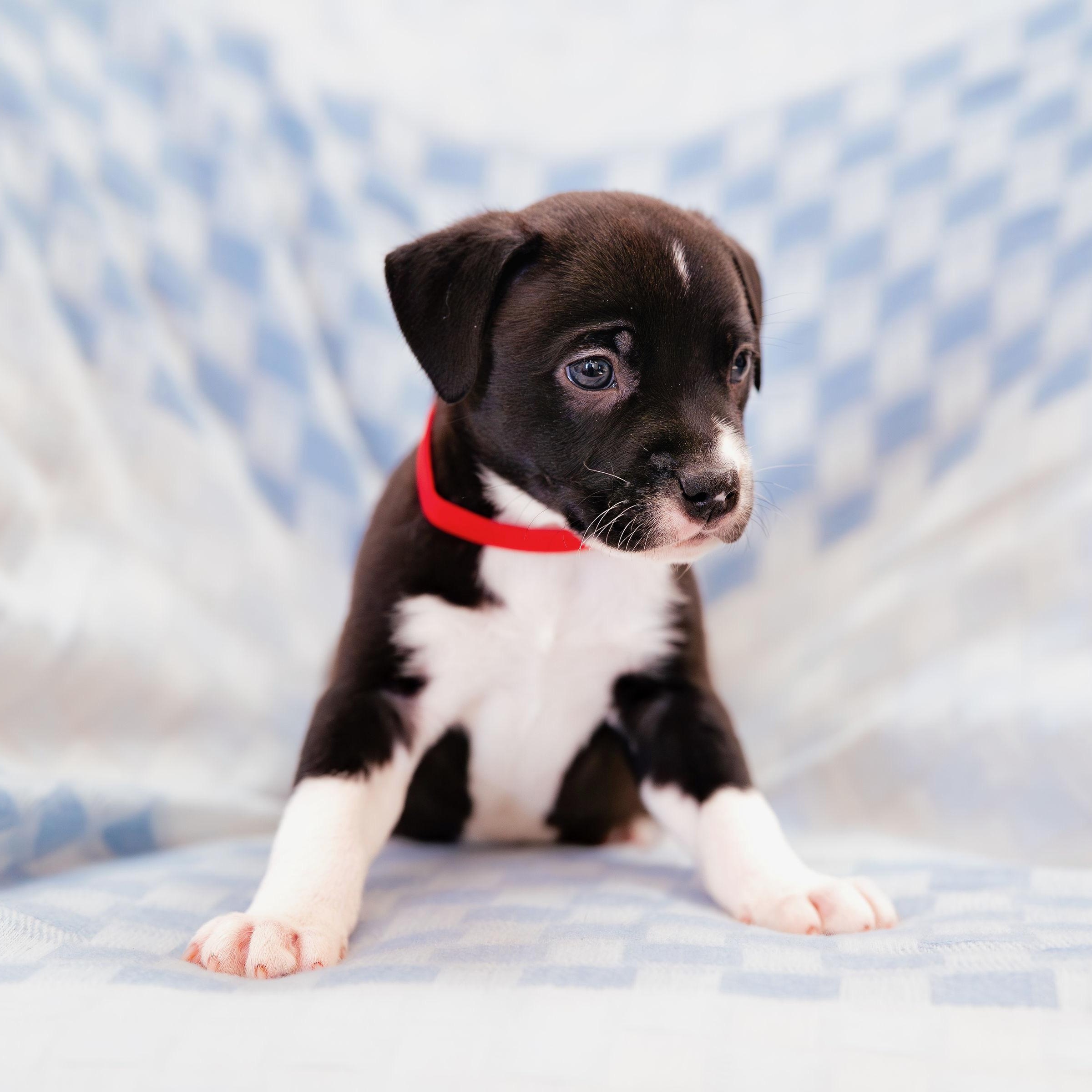 Enlarge Wish, a Adoptable mixed breed in Rock Hill, SC image 2/4