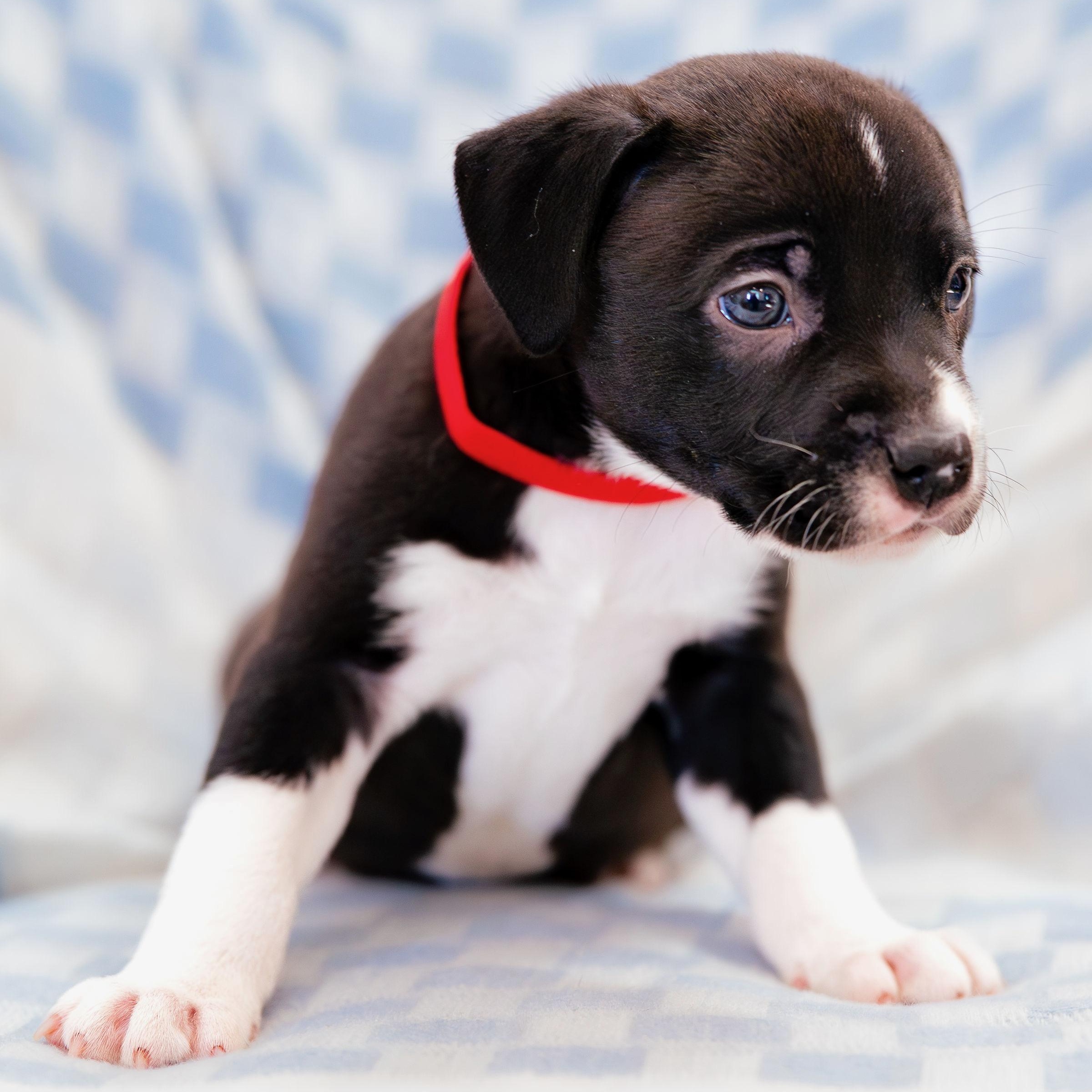 Enlarge Wish, a Adoptable mixed breed in Rock Hill, SC image 4/4