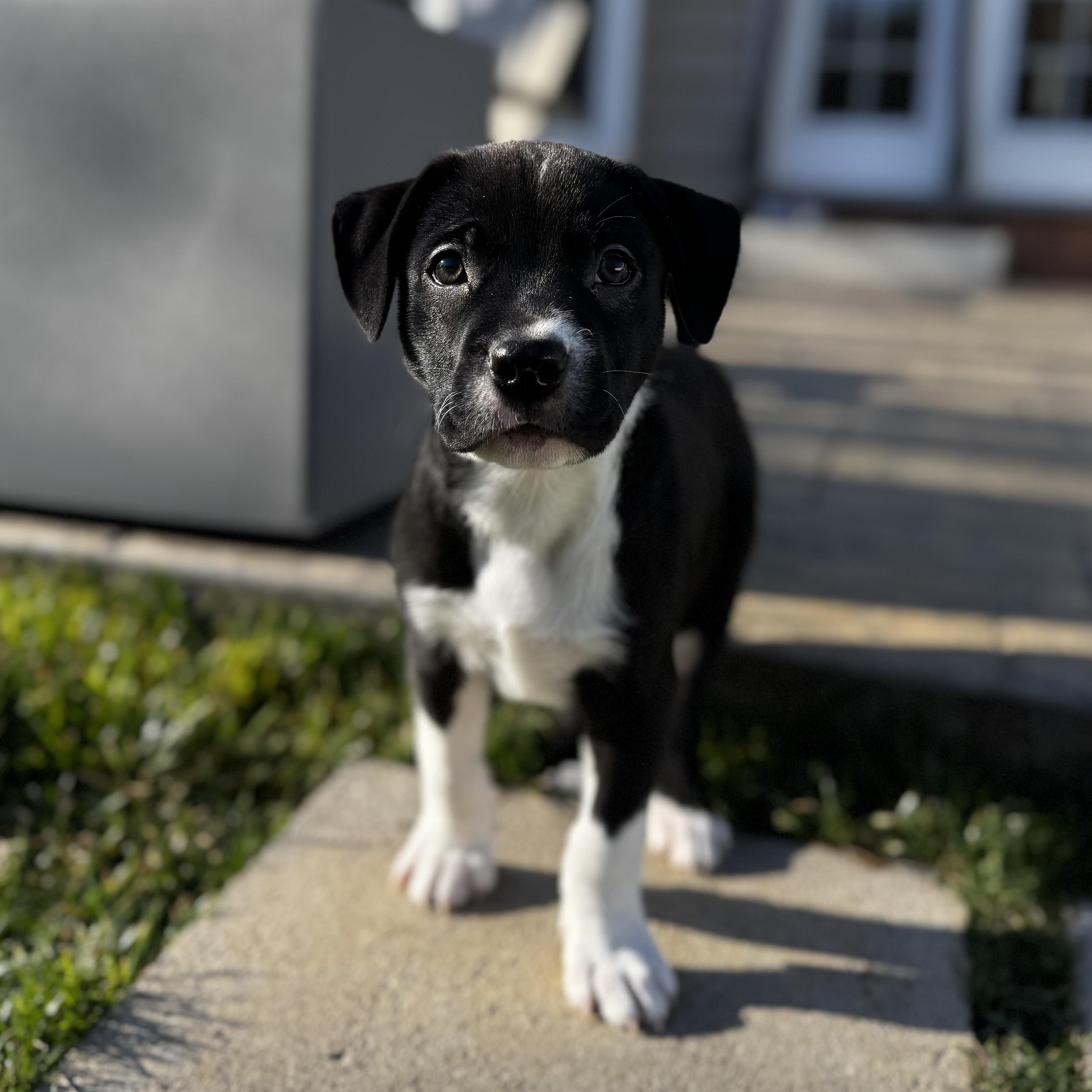 Wish, Adoptable, Puppy Male German Shorthaired Pointer.