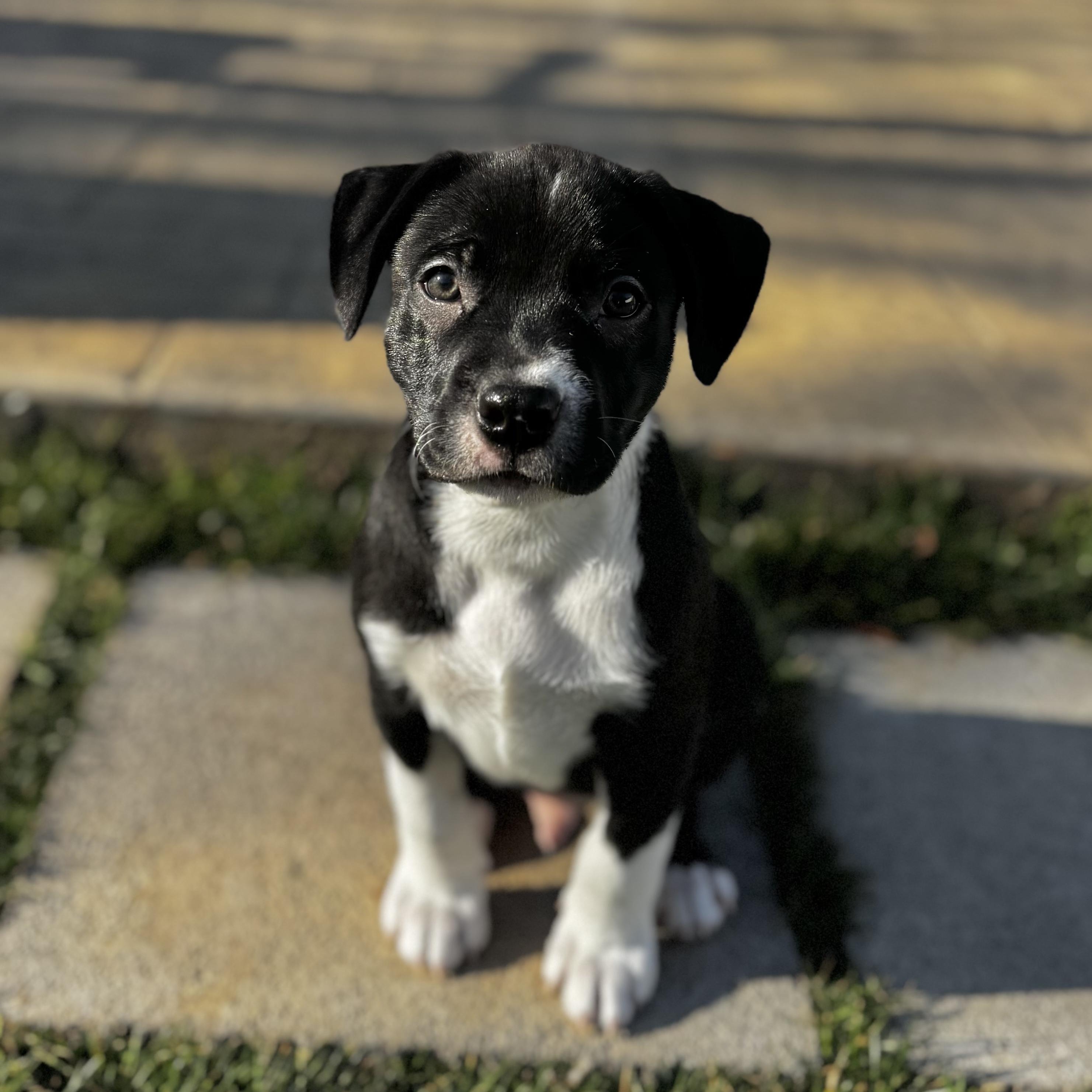 Enlarge Wish, a Adoptable mixed breed in Rock Hill, SC image 2/6