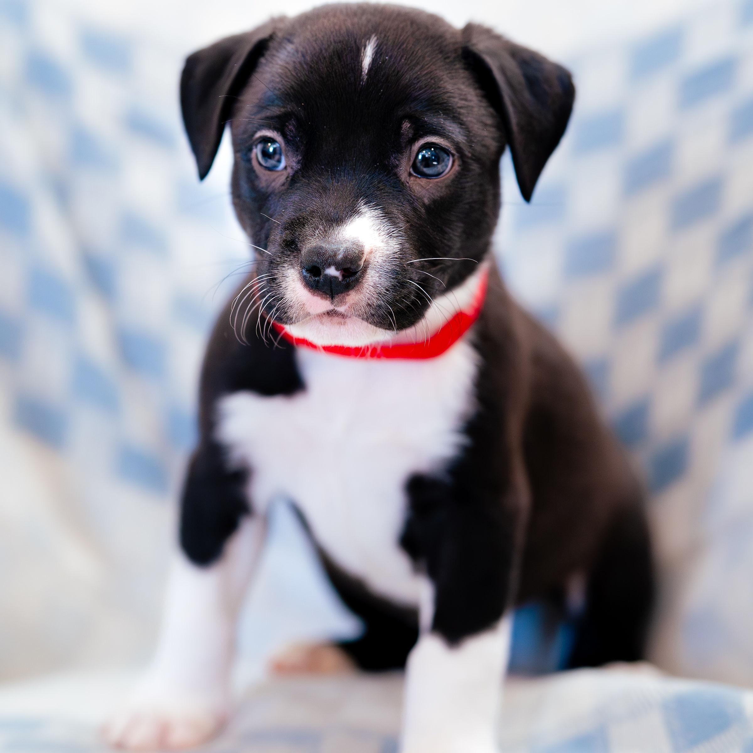 Wish, Adoptable, Puppy Male German Shorthaired Pointer.