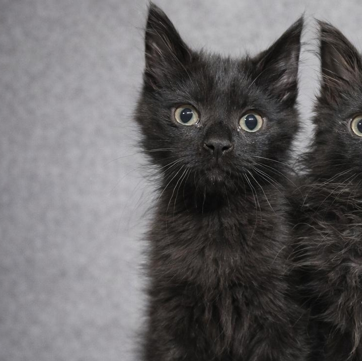 Enlarge Bert, a Adoptable Domestic Medium Hair in Quincy, OH image 1/1