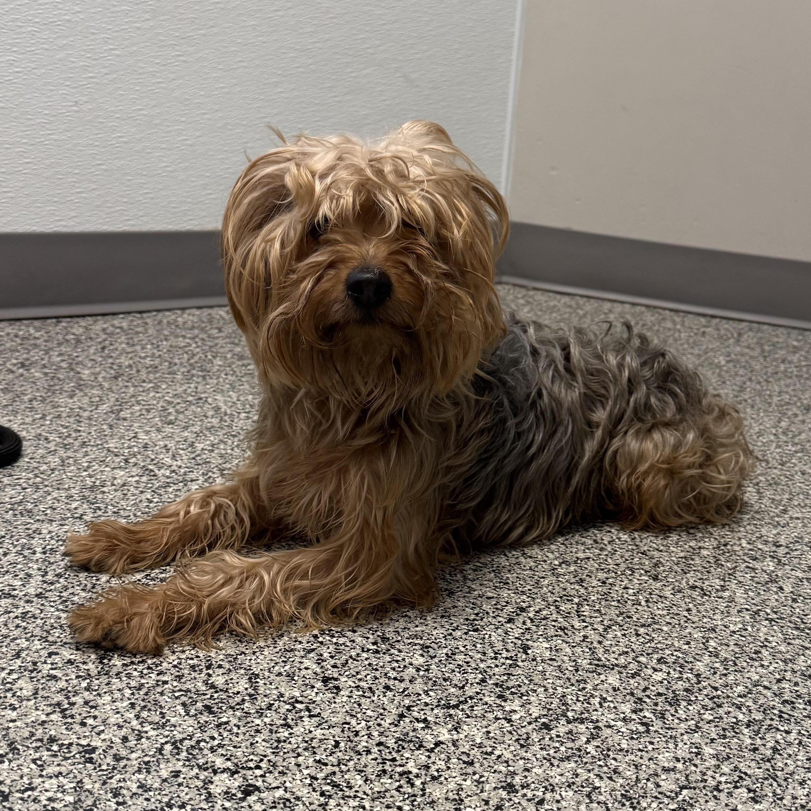 Jasper, an adopted mixed breed in Detroit, MI image 4/4