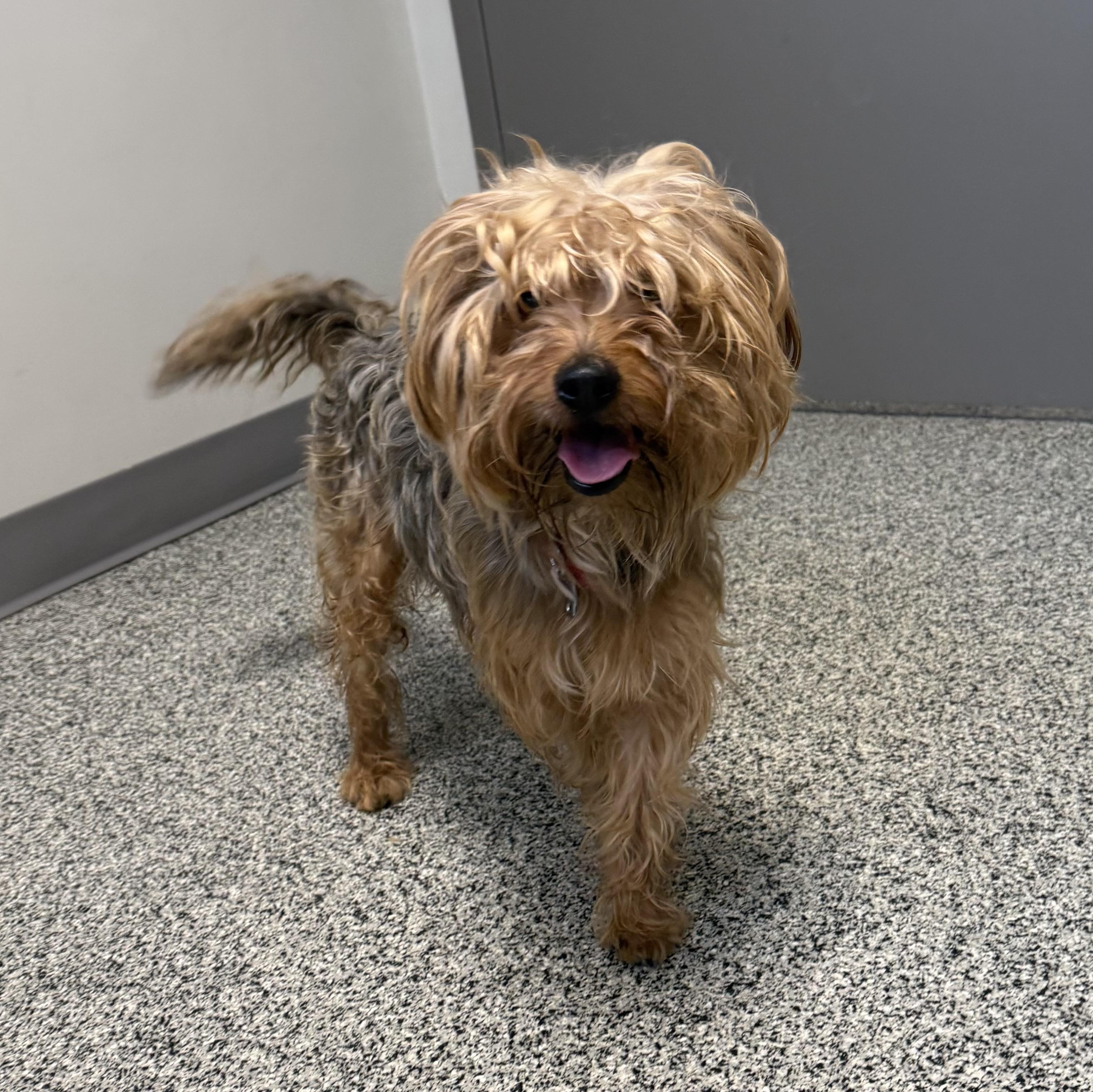 Jasper, an adopted mixed breed in Detroit, MI image 2/4