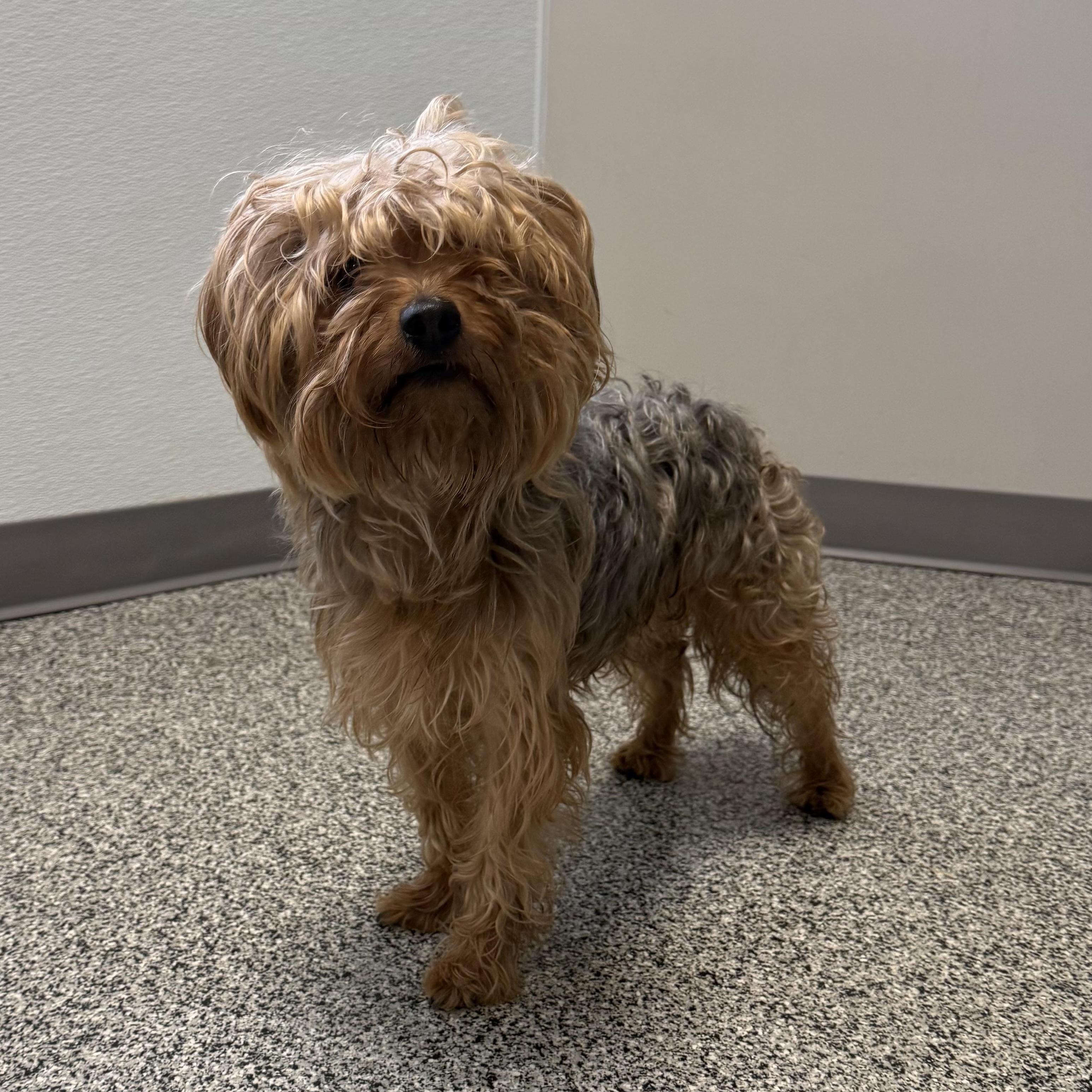 Jasper, an adopted mixed breed in Detroit, MI image 1/4
