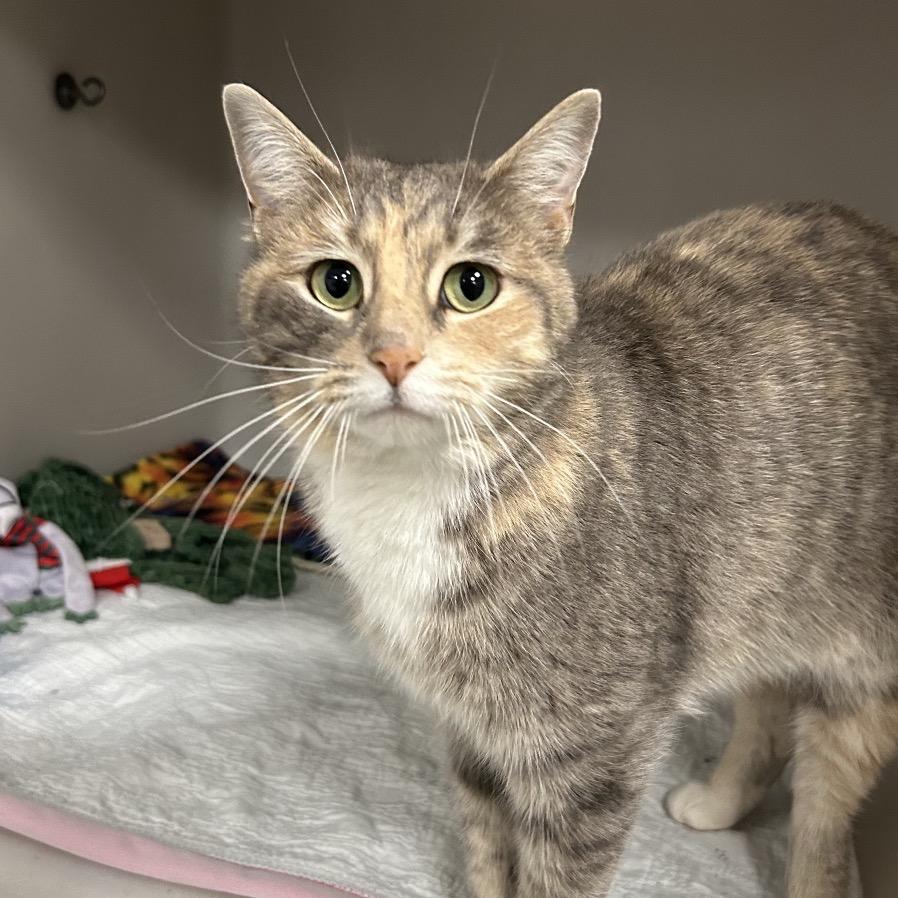 Enlarge Amanda, a Adoptable Domestic Short Hair in Zanesville, OH image 1/2