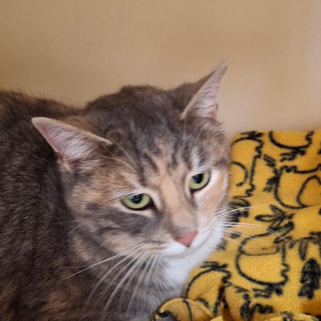 Enlarge Amanda, a Adoptable Domestic Short Hair in Zanesville, OH image 2/2