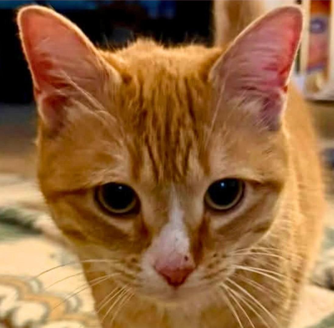 Enlarge Purrlissa, an adopted Tabby in Beckley, WV image 2/2