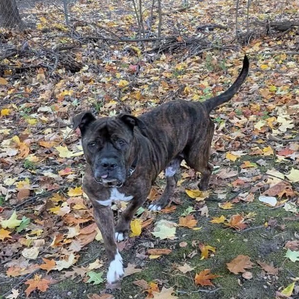 Ezekiel, ADOPTABLE, Senior Male Pit Bull Terrier.