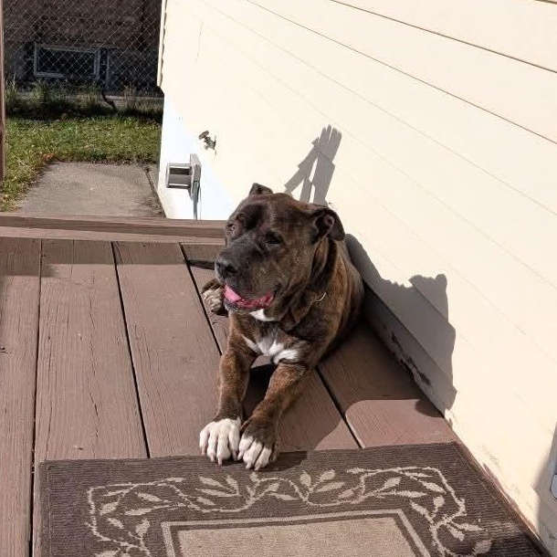 Enlarge Ezekiel, a ADOPTABLE mixed breed in Kentwood, MI image 2/6