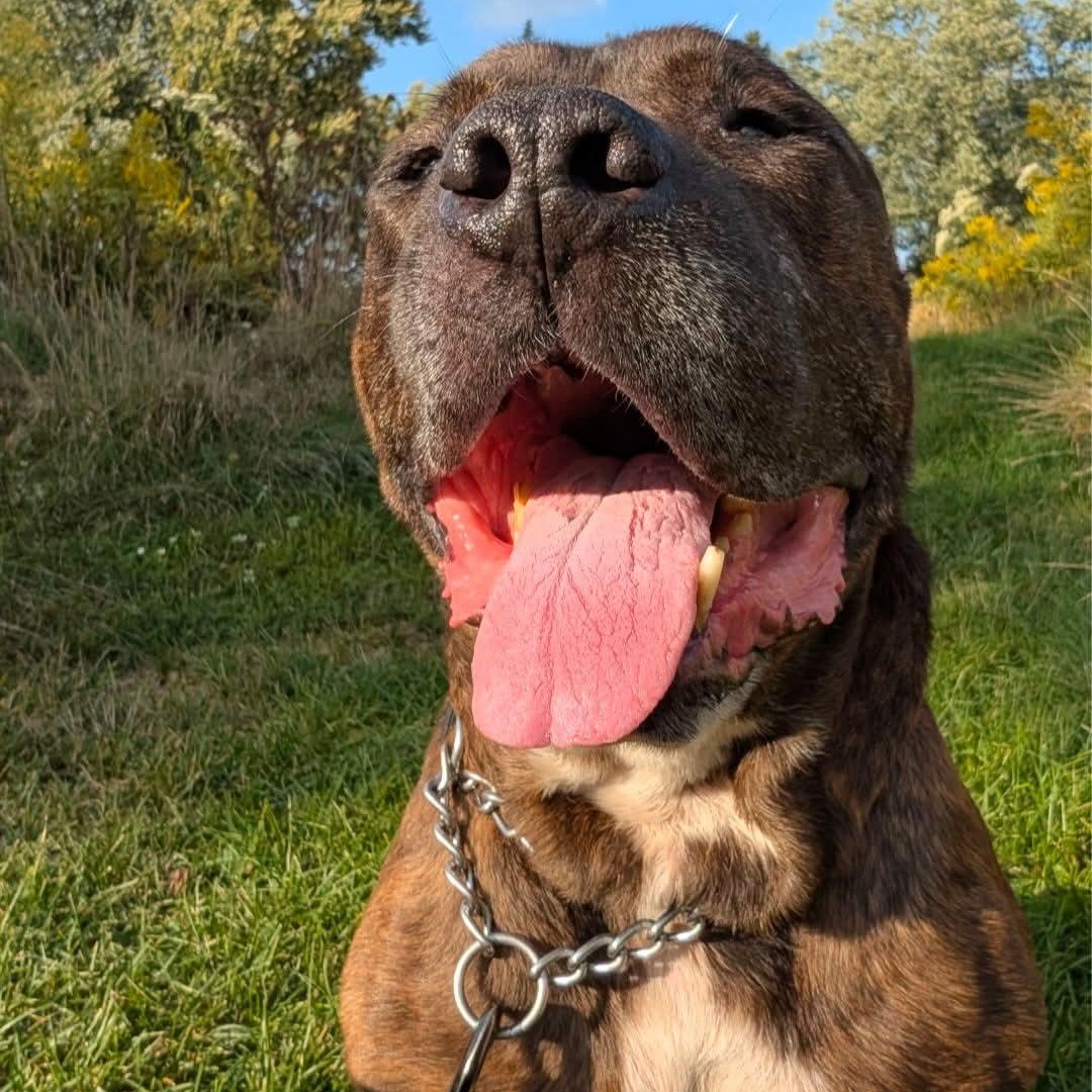 Enlarge Ezekiel, a ADOPTABLE mixed breed in Kentwood, MI image 3/6