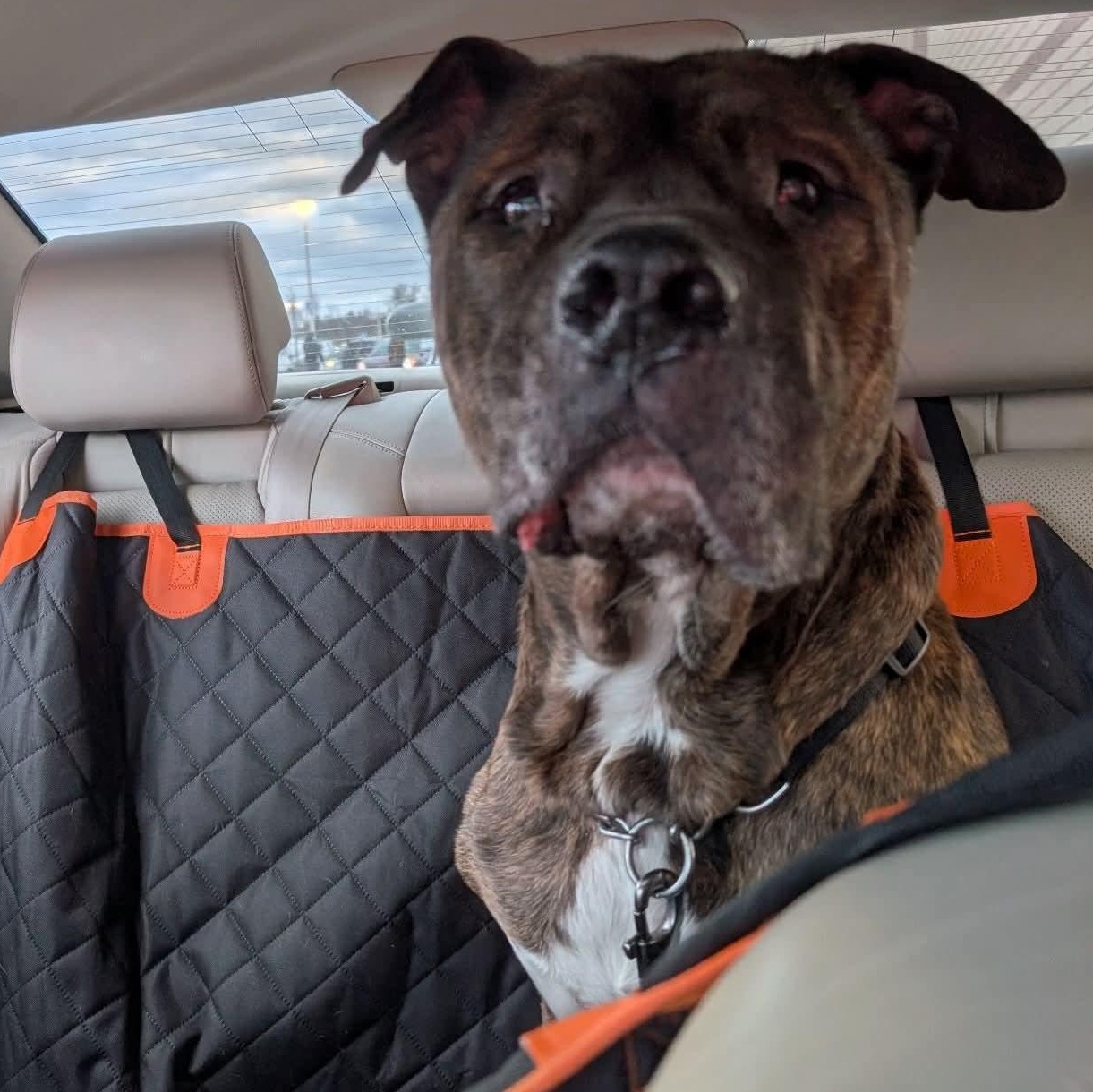 Enlarge Ezekiel, a ADOPTABLE mixed breed in Kentwood, MI image 4/6