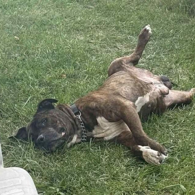 Enlarge Ezekiel, a ADOPTABLE mixed breed in Kentwood, MI image 5/6